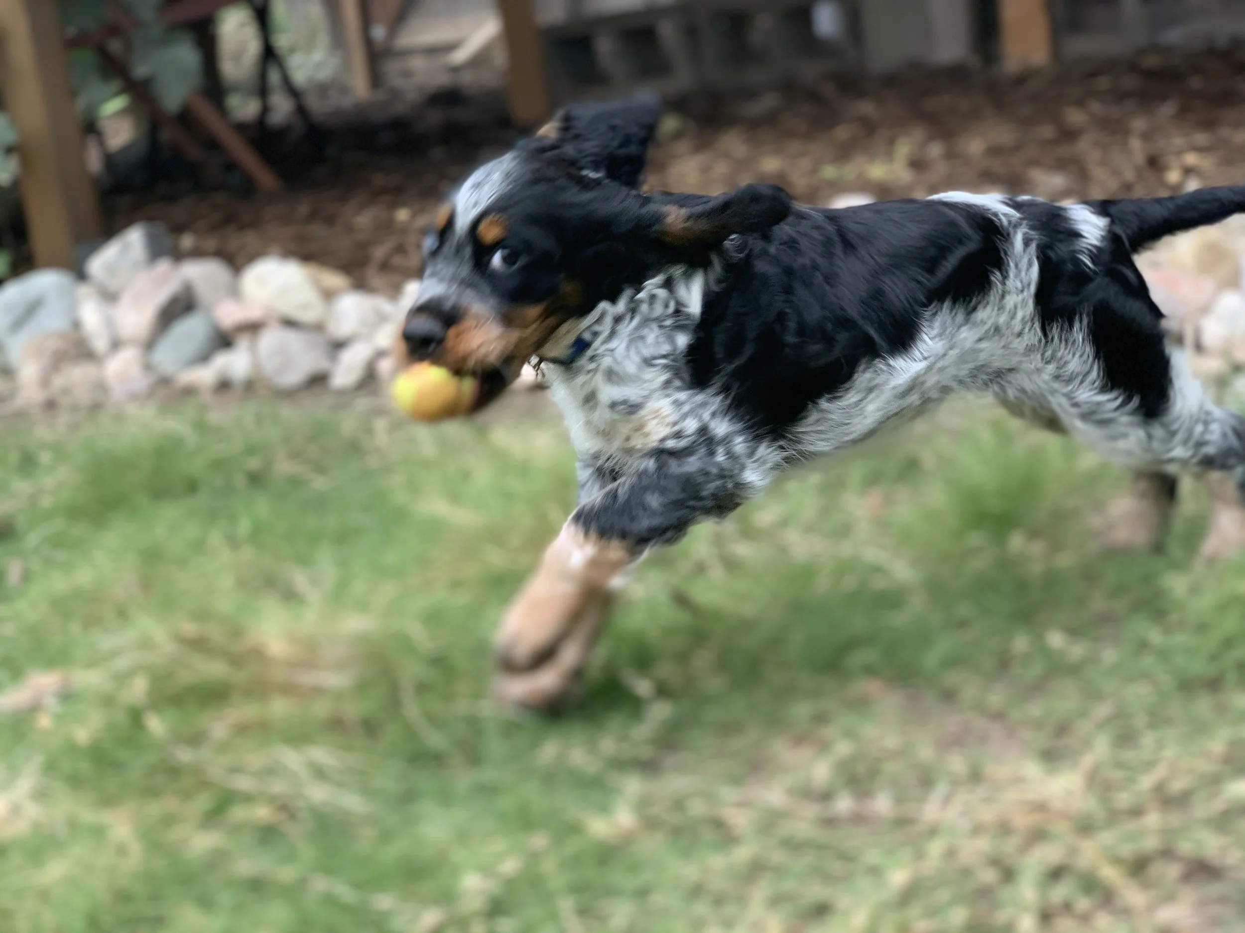 IMG_0132.jpeg