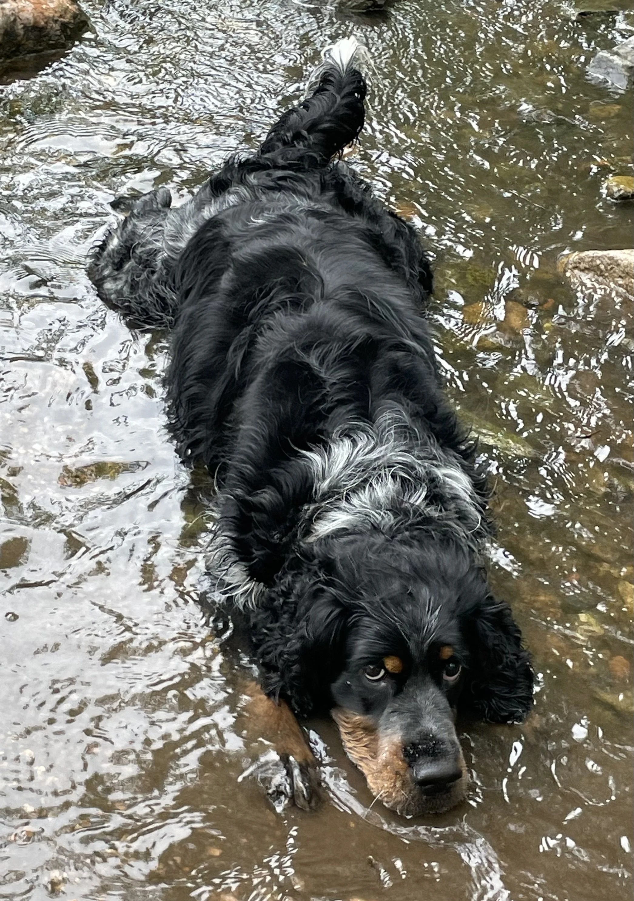 What to do when you don’t want to walk your dog