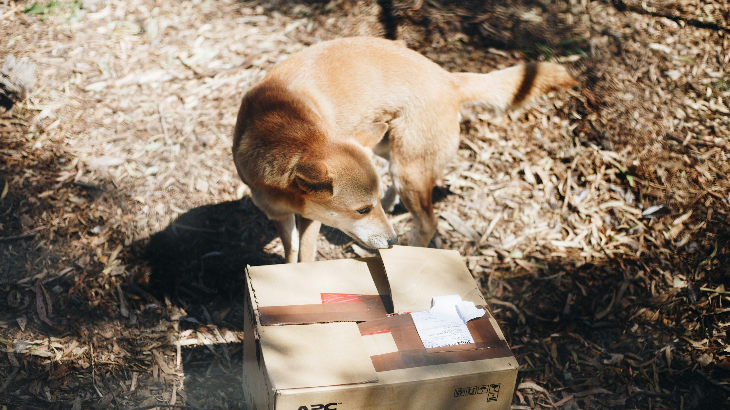 Dog by cardboard box