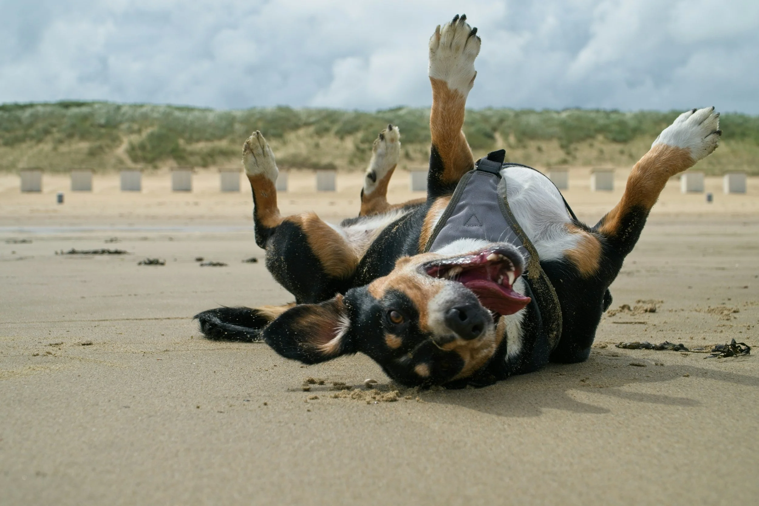 Dog rolling in sand