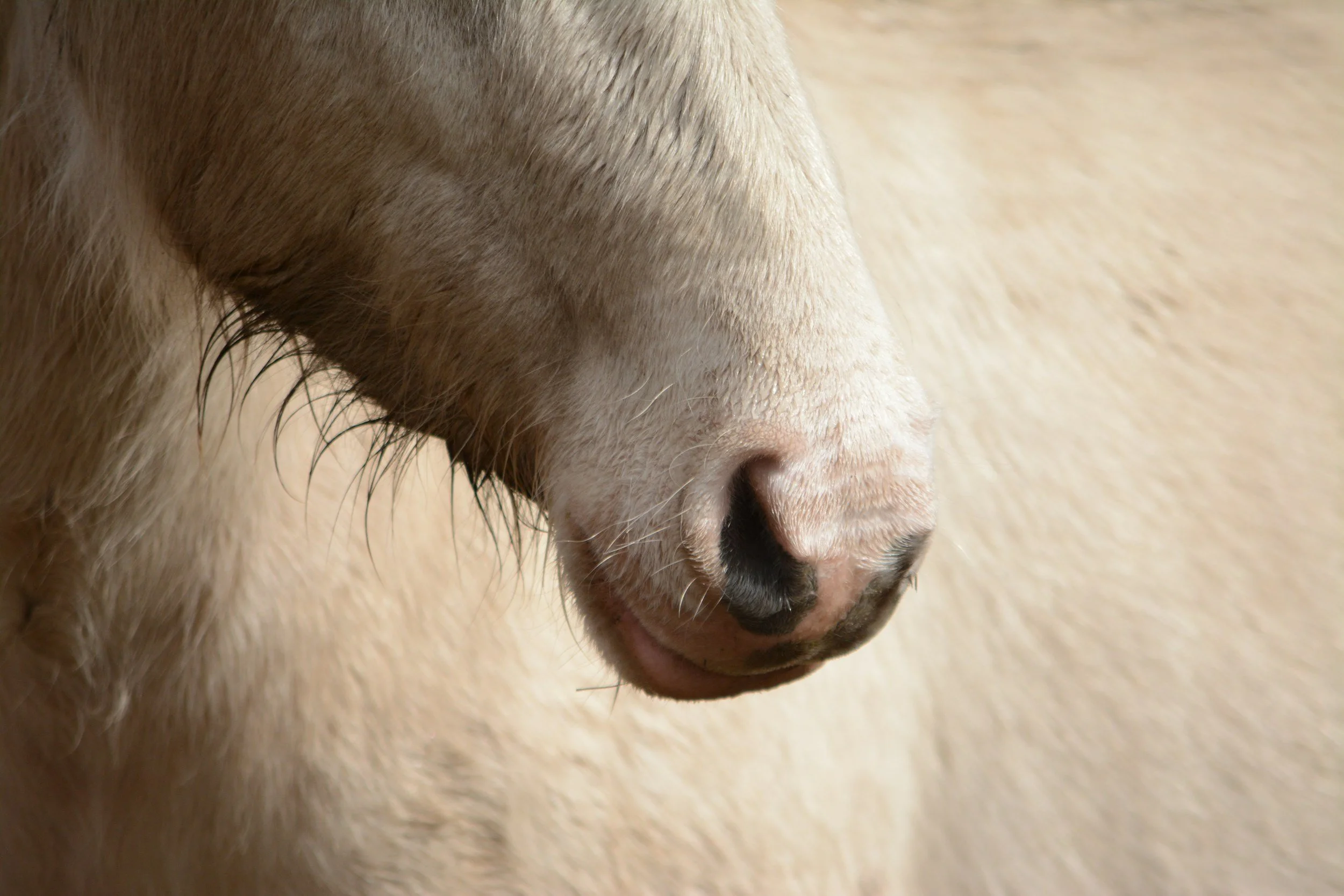 Horse nose