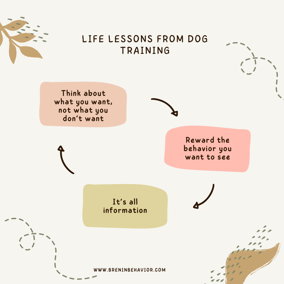 Life lessons from animal training