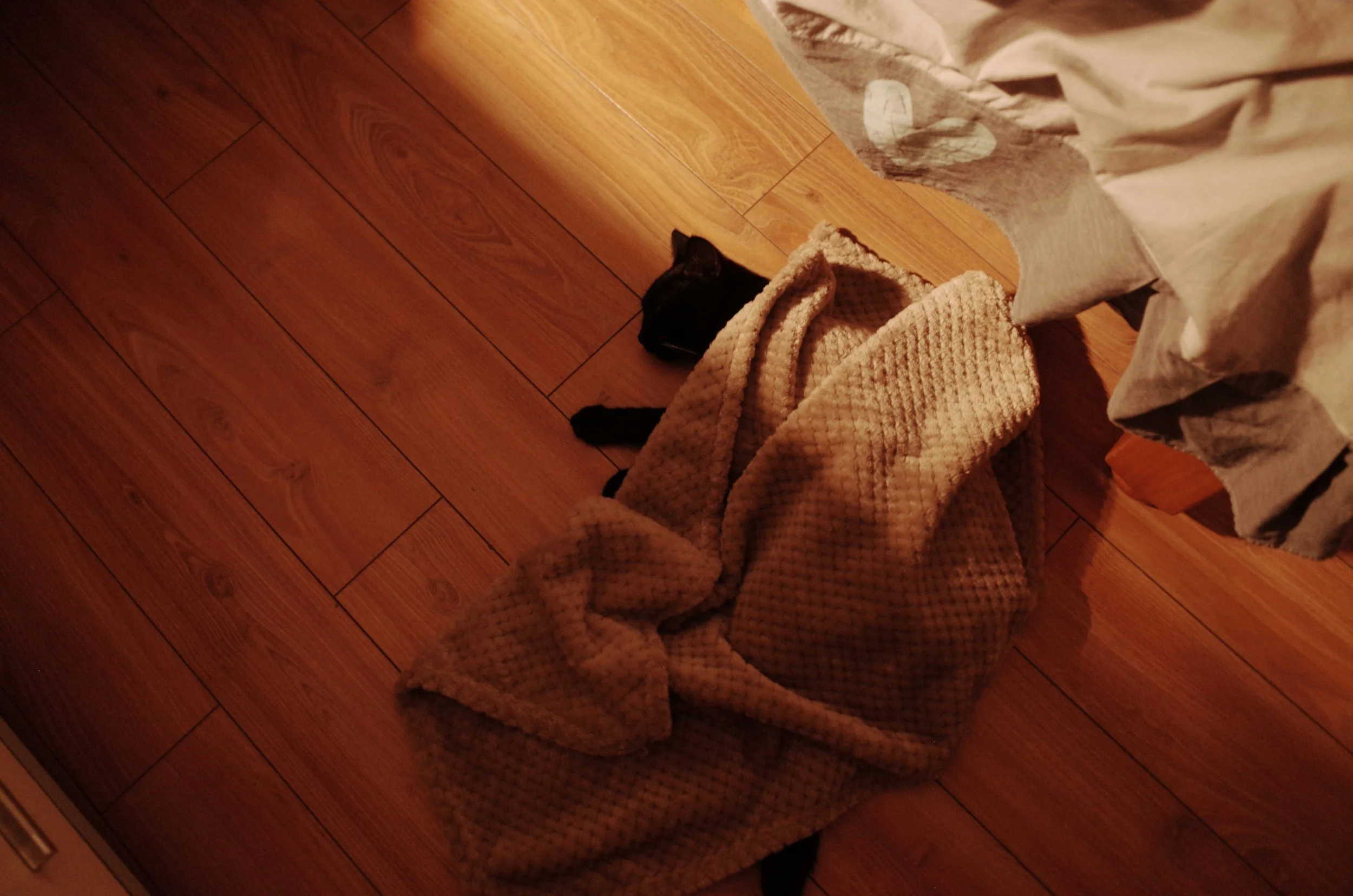 Cat under laundry on the floor