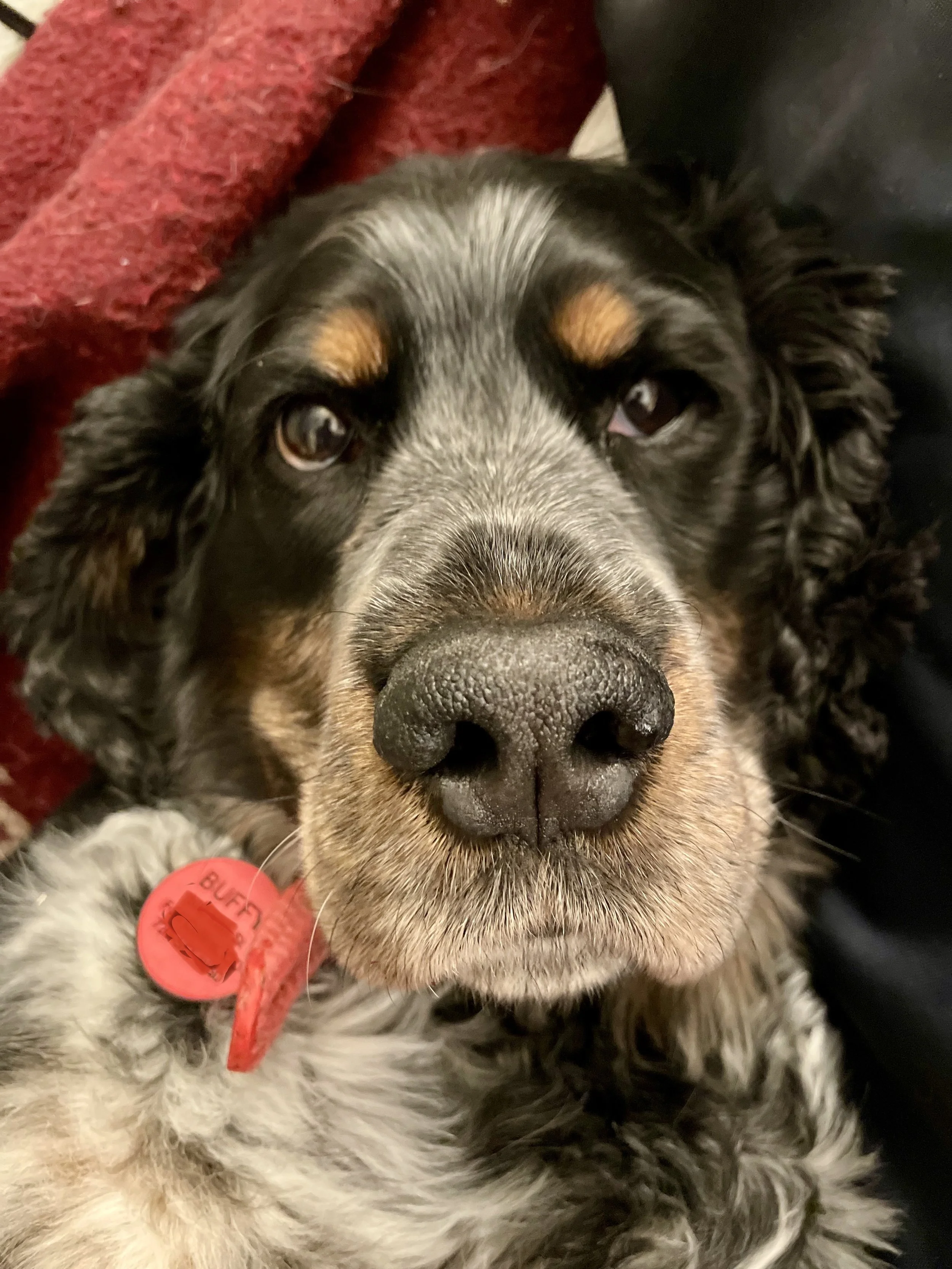 The magic world of scent - invisible to us yet visible to dogs!