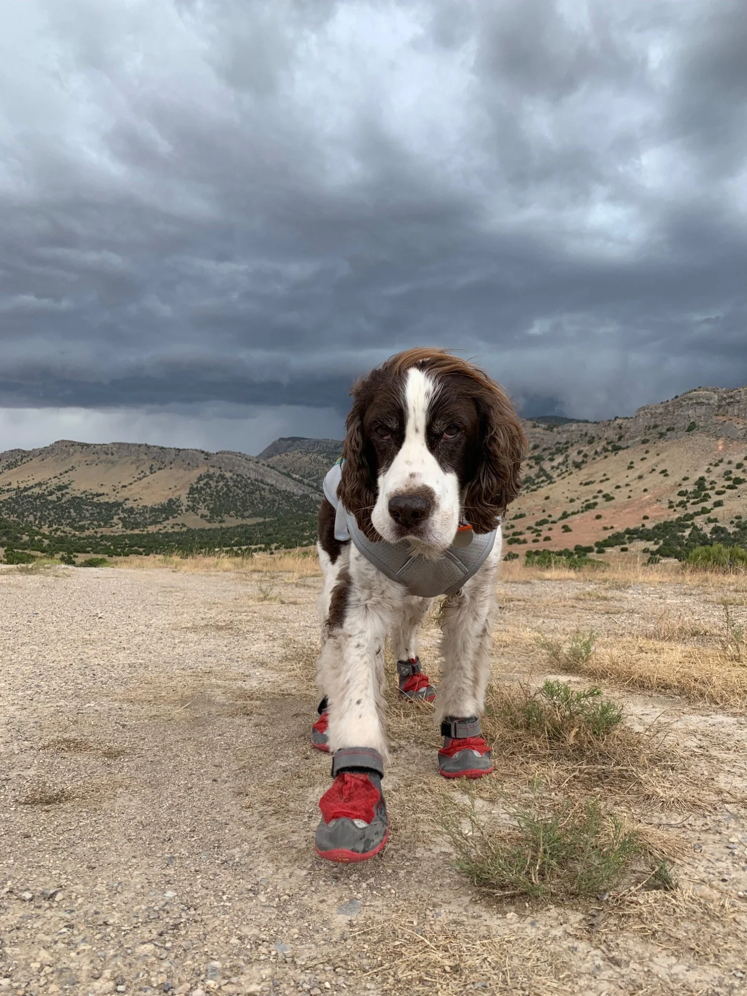 Fireworks, thunder and other loud noises: what to do to help your dog beforehand, and in the moment