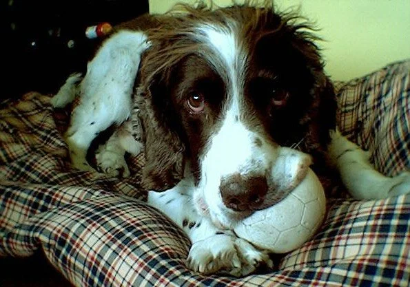 Dog on a bed with a ball