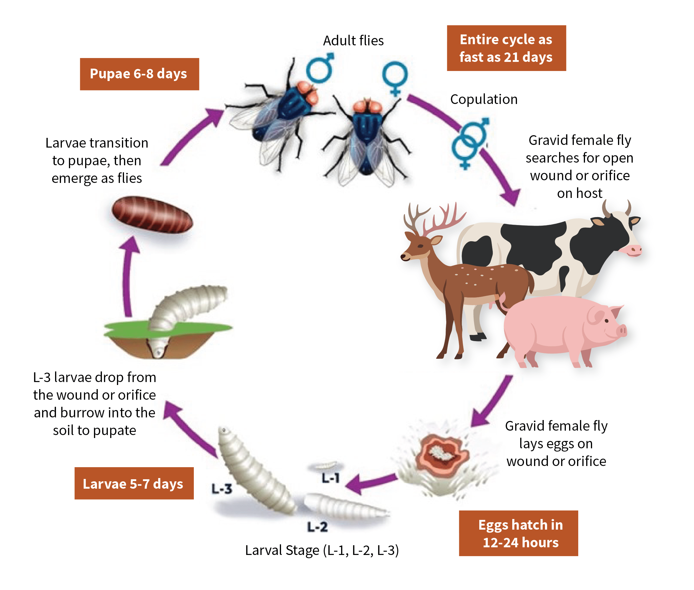 Life cycle diagram of the New World Screwworm