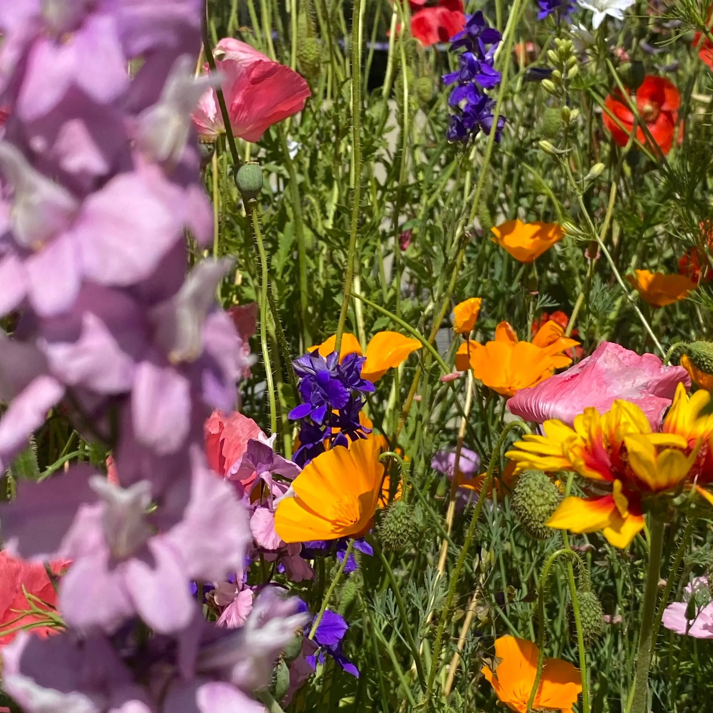 Rainbow Park, Whistler BC. Close-up of colorful wildflowers including purple, pink, orange, yellow, and red blooms in a garden setting.