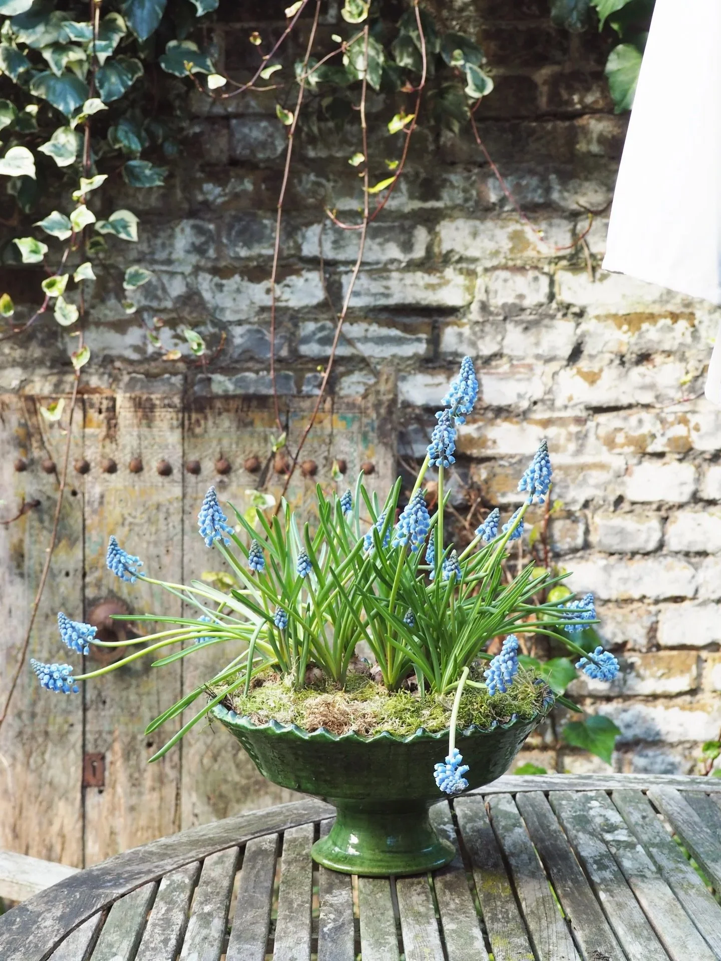 Our Tamegroute footed bowls are the perfect vessels for blooming spring bulbs 🌸 ☀️
