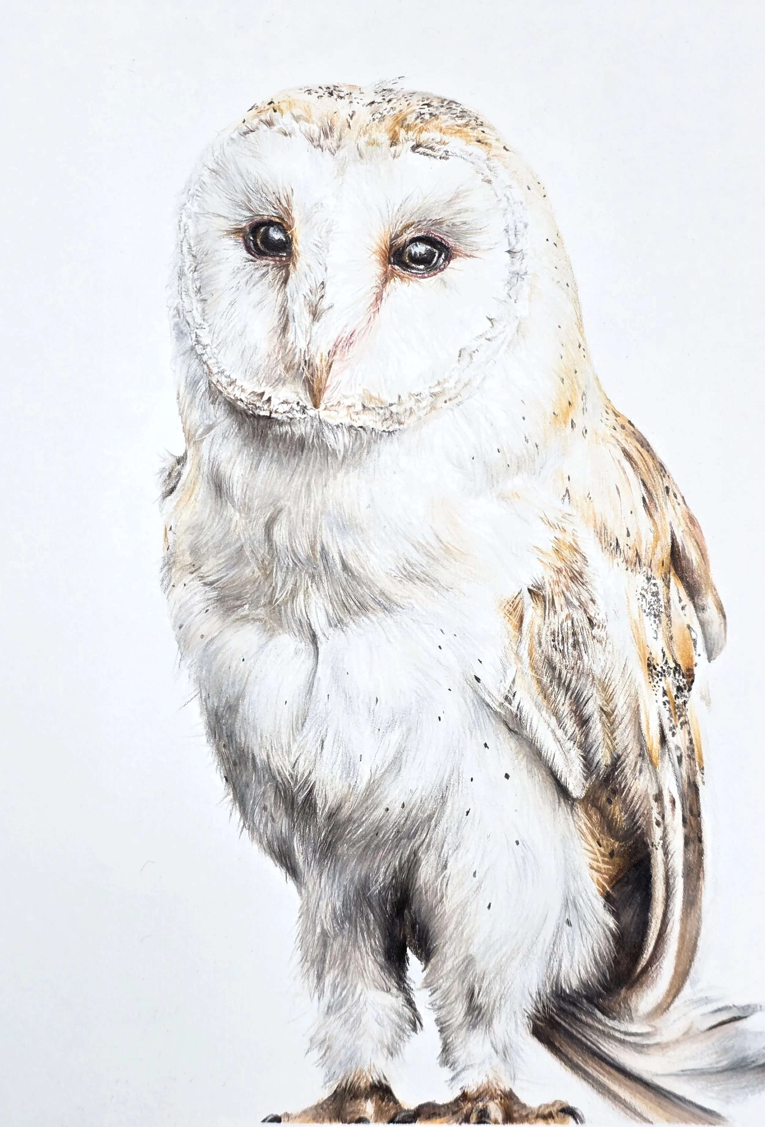 Owl No.1 (Original)