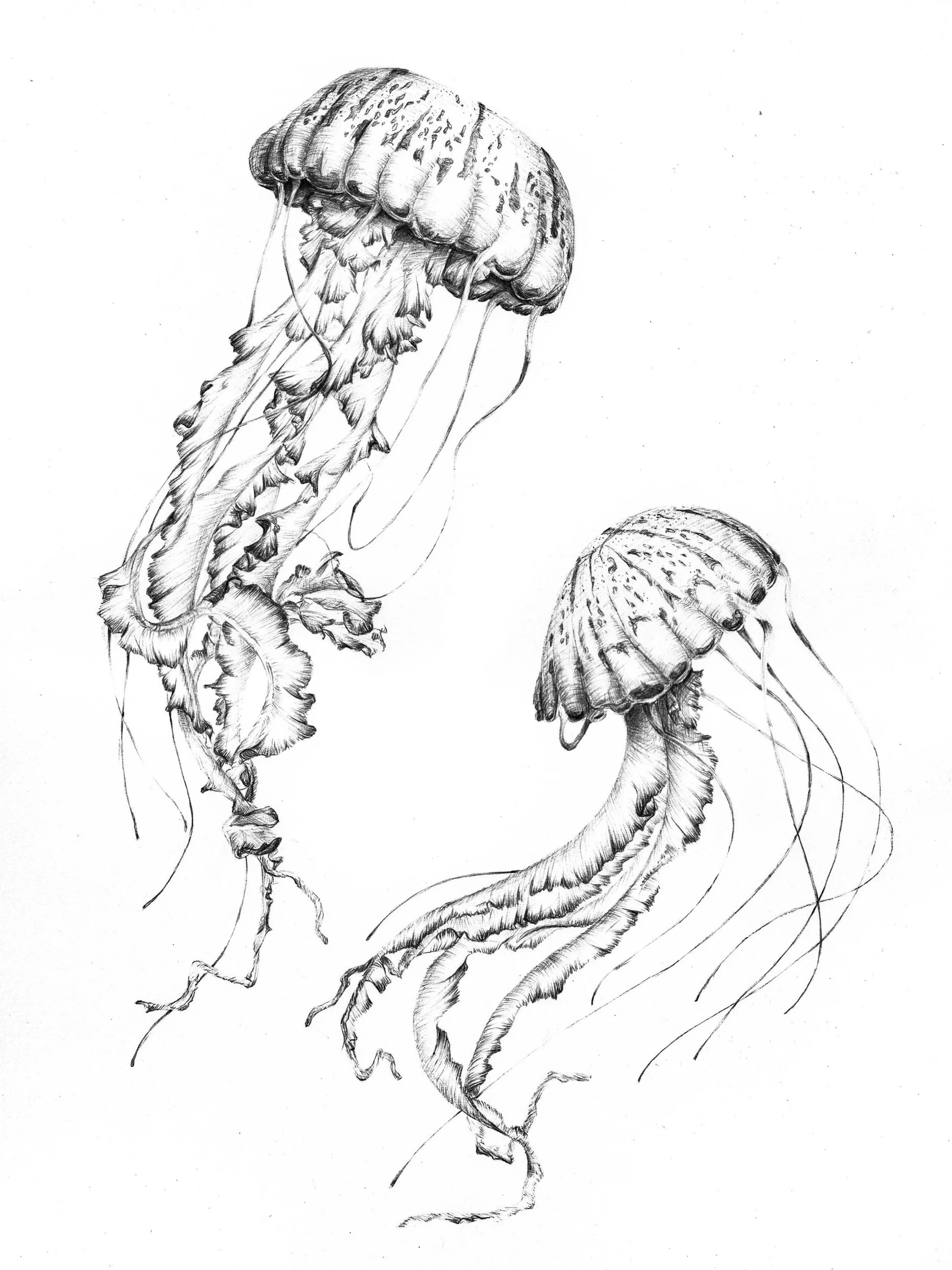 Jellyfish (Original)