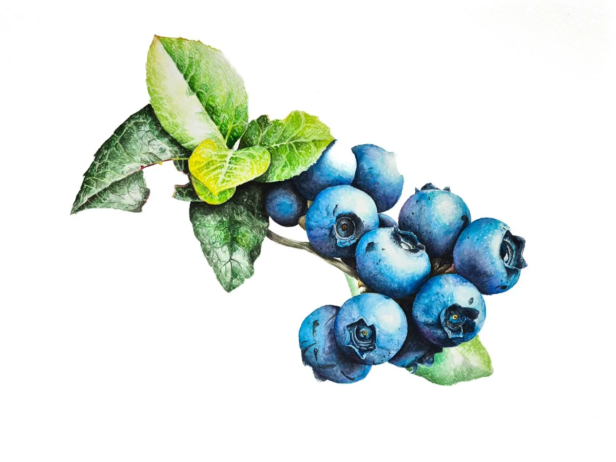 Blueberries (Original)
