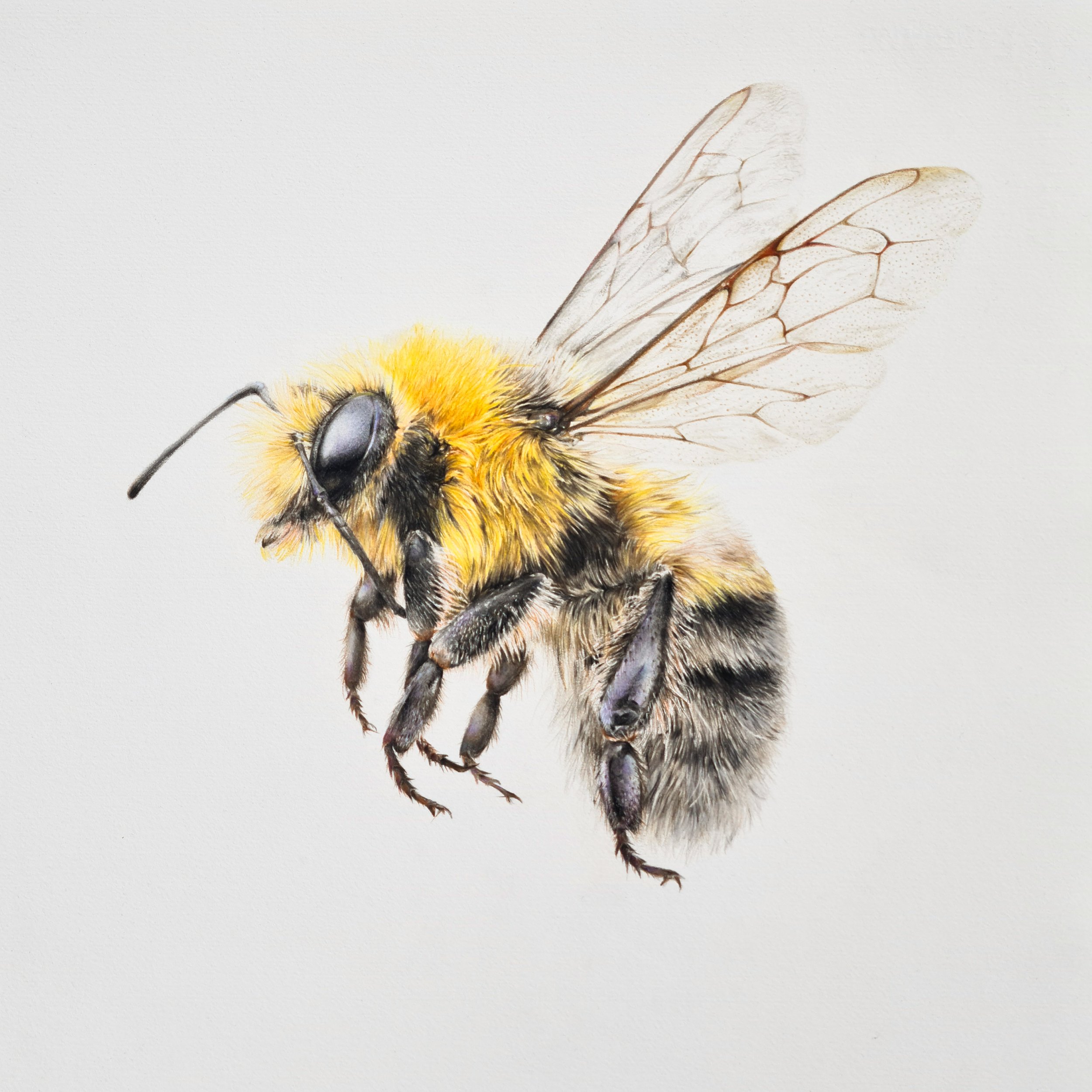 Bumblebee (Original)