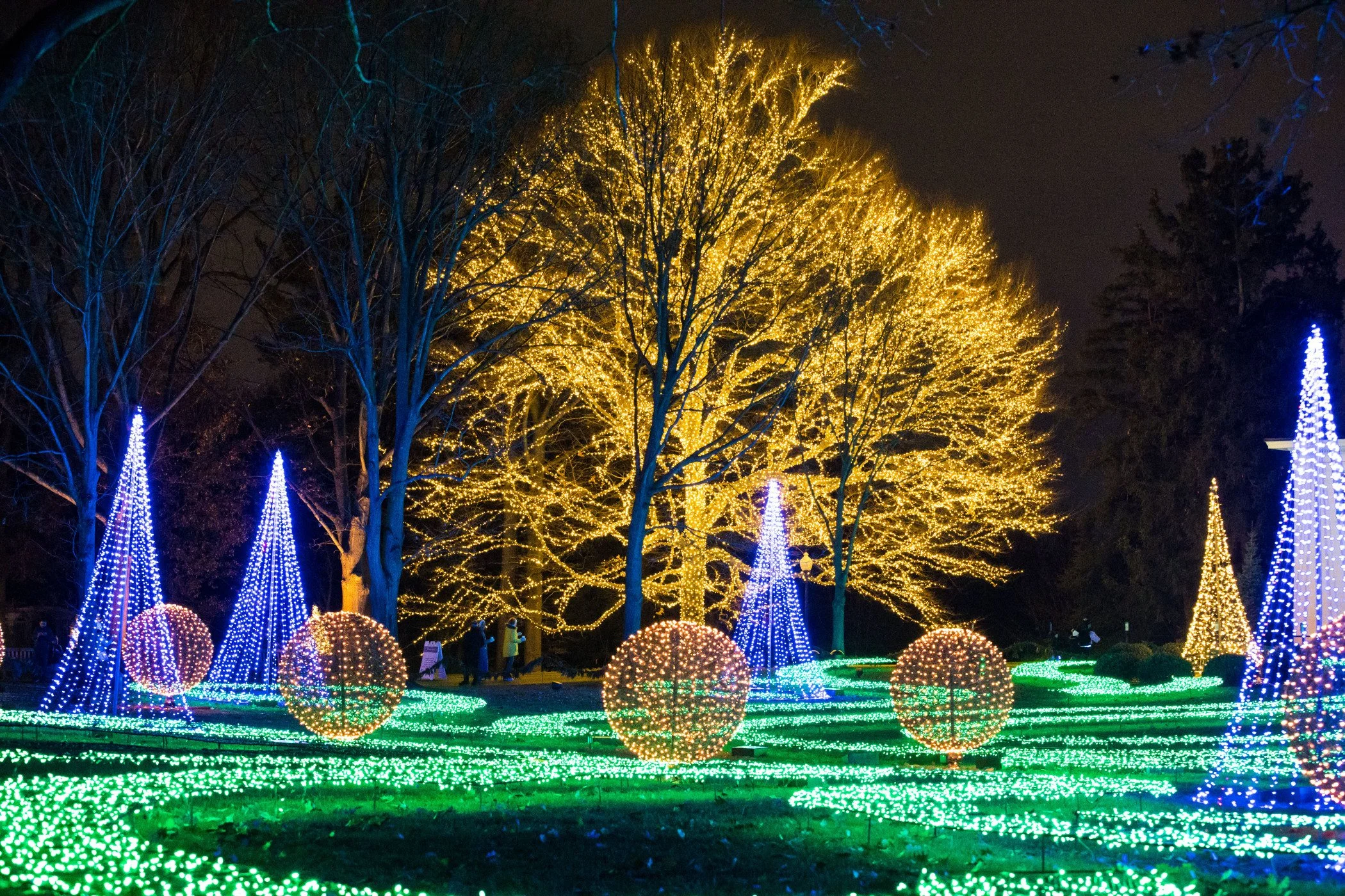 Night scene with trees adorned with bright yellow and blue holiday lights, illuminated spherical decorations, and green ground lights, creating a festive atmosphere. Newfields Winterlights