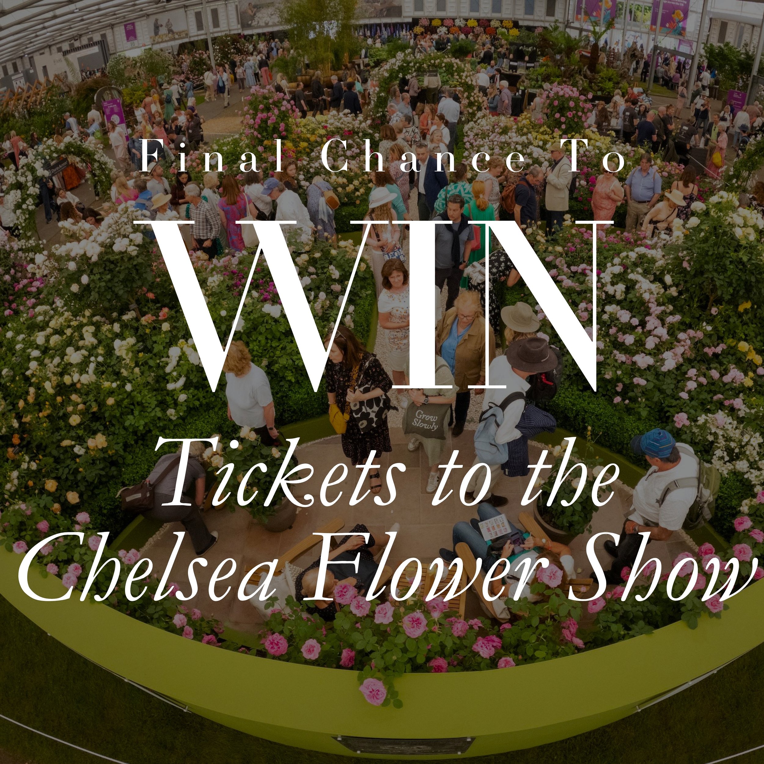 Final chance to enter our RHS Chelsea Flower Show competition! 💐

Scan your Seed loyalty card at checkout by Wednesday 1st May to be in the chance of winning 2 tickets to the event. 

Click the link in our bio to learn more. 🏆

#theplantplace #chel