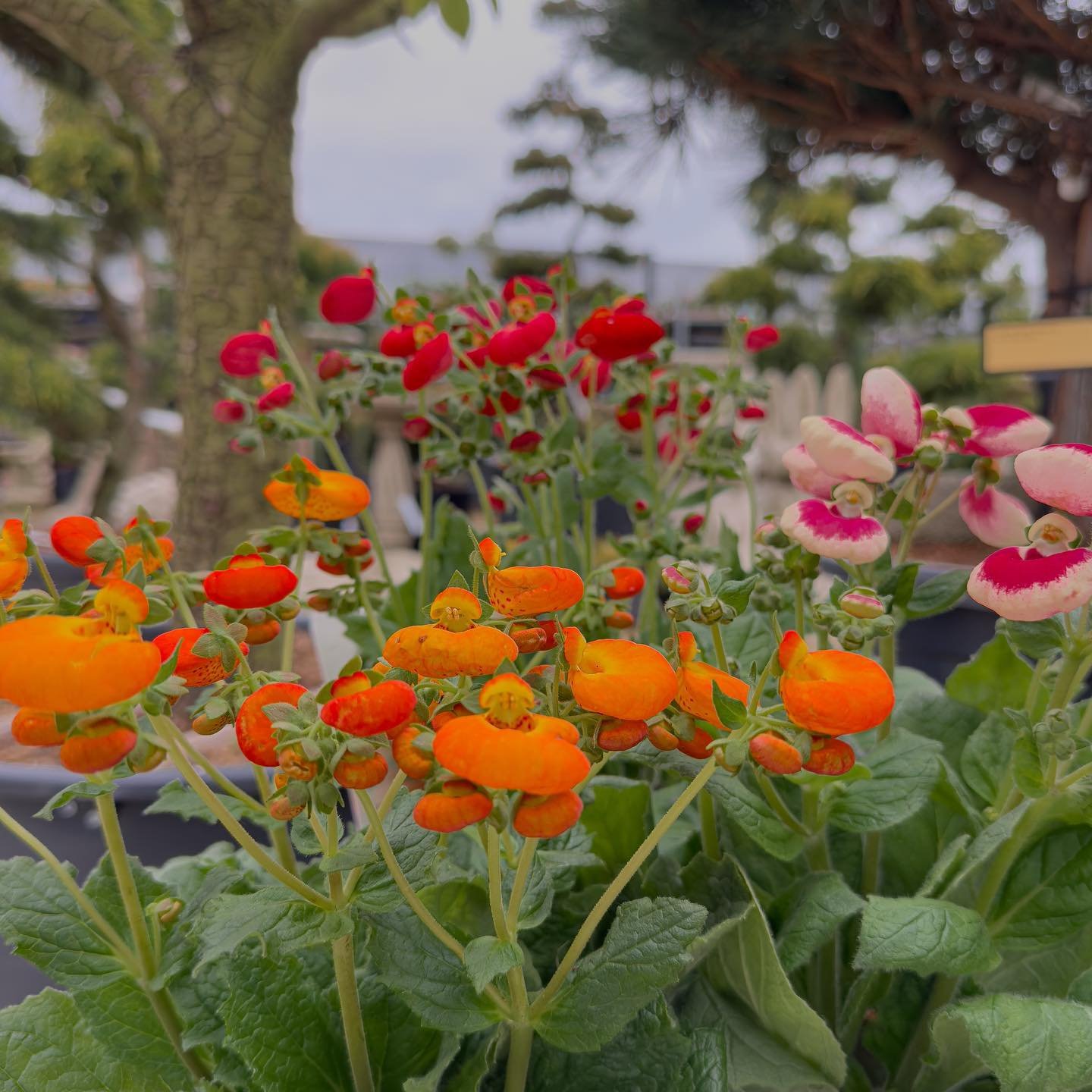 🌼 It&rsquo;s time to get colourful! 🌼
Our annual bedding area is brimming with new arrivals, offering a vibrant selection for borders, containers &amp; hanging baskets. Find your perfect plants &amp; celebrate #NationalGardeningWeek!

#theplantplac