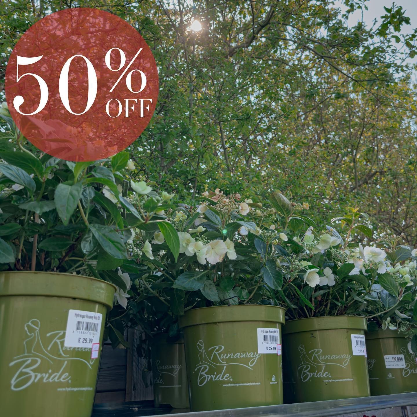 Sun&rsquo;s Out, Savings HUGE! 50% Off Plant Sale☀️

Celebrate the arrival of May with 50% off selected plants! Our team is busy marking down prices, right now, on a variety of selected perennials, shrubs, evergreens and more. 🌿

𝑰𝒎𝒑𝒐𝒓𝒕𝒂𝒏𝒕 