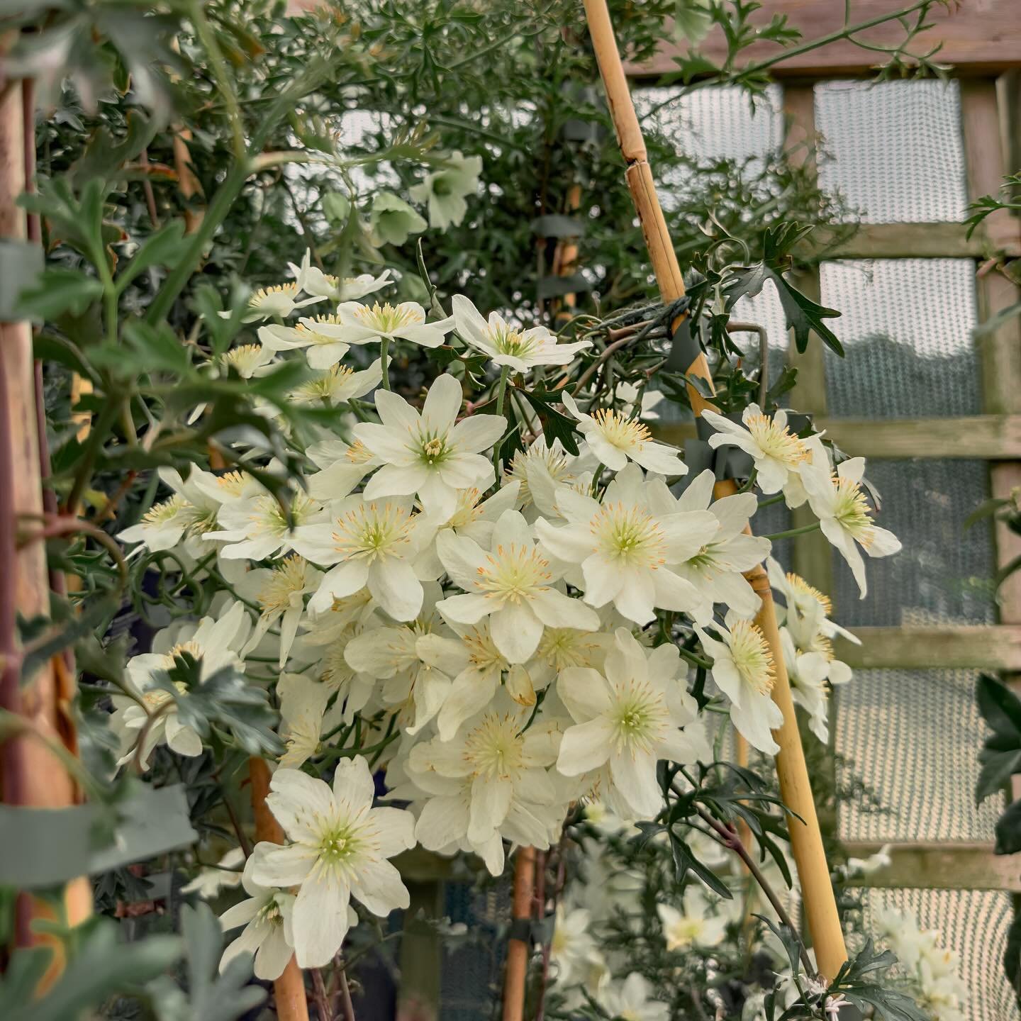 Our Clematis are climbing into Summer!
These climbers are perfect for adding colour and vertical interest throughout the late spring and summer months. 

#theplantplace #clematis #garden #gardeninspiration