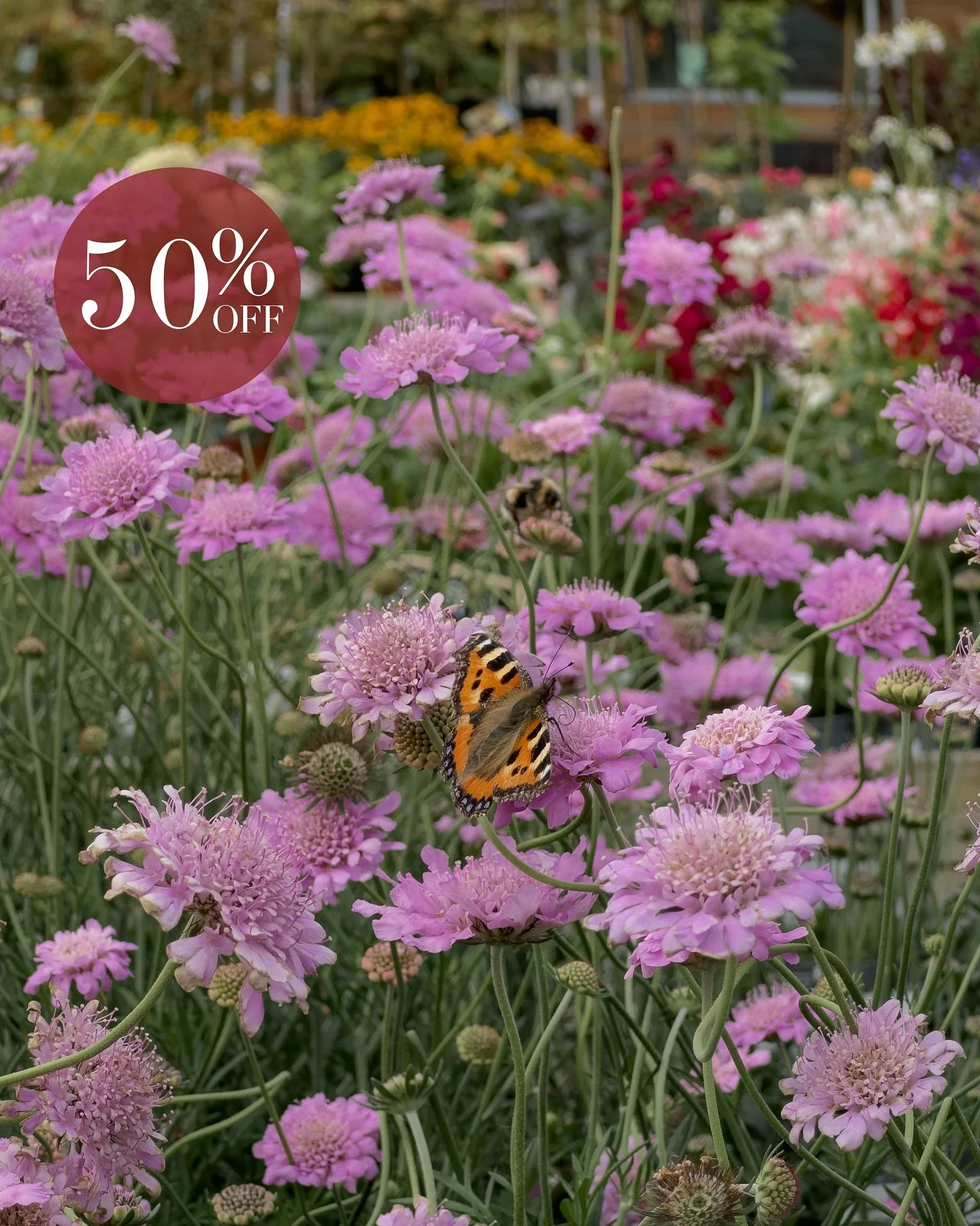 Half price plants? Oh yes 🏃&zwj;♀️💨

We&rsquo;ve just launched a huge 50% off sale on selected outdoor plants, all ready to give your garden an instant lift.

With the sunshine on its way this week, it&rsquo;s the perfect time for a spot of late-su