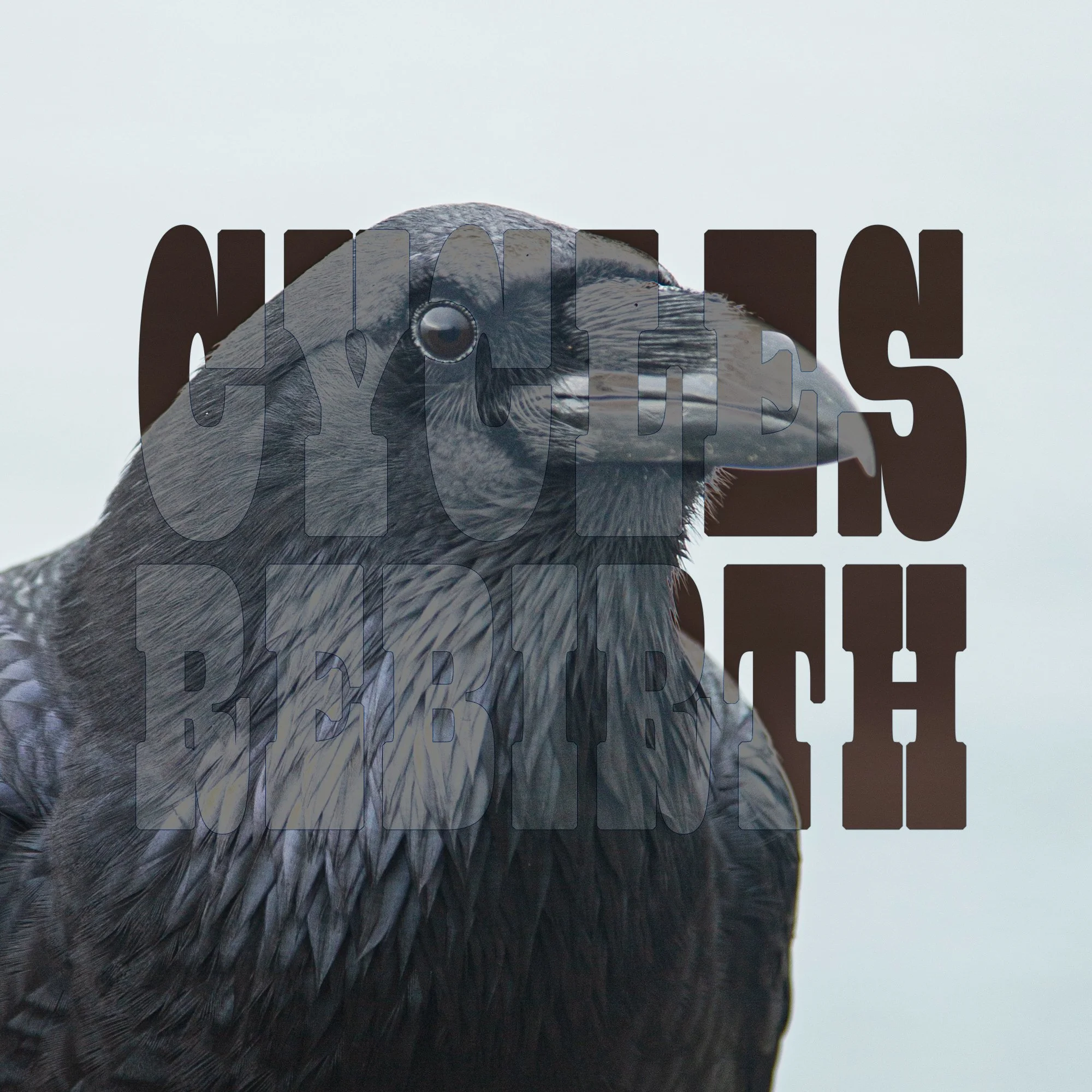 raven copy2.jpg