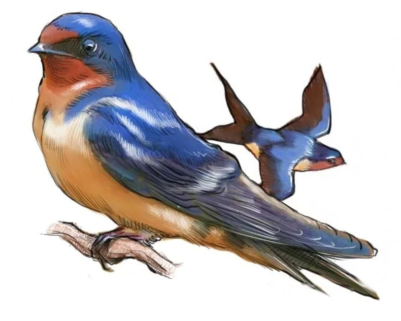 Barn Swallow.JPG