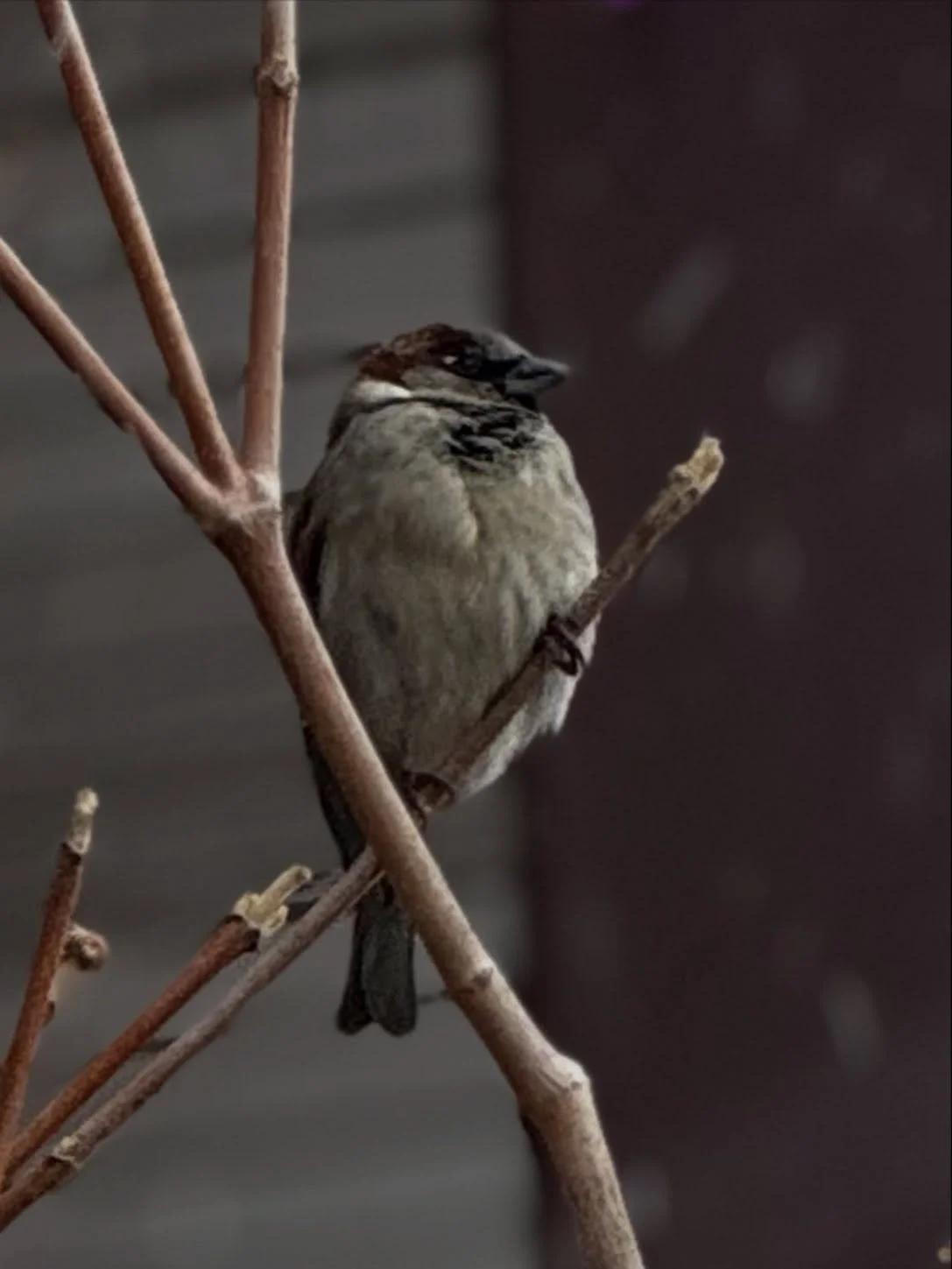 Spotted these little round babies today ❄️
&bull;
machine: @masttattoo.official 
meedles: @emalla.official 
balm&amp;soap: @biotat_ 
stencil: @electrumsupply 
ink: @pantheraink 
&bull;
#bird #winter #naturephotography #urbanphotography #tattoo