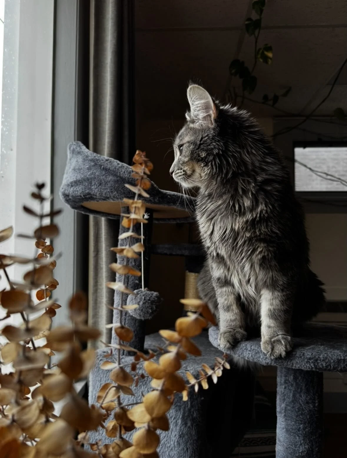 This little monster&hellip;I mean&hellip;prince 🤍
&bull;
#cat #cats_of_instagram #cats #kitten #tattoo