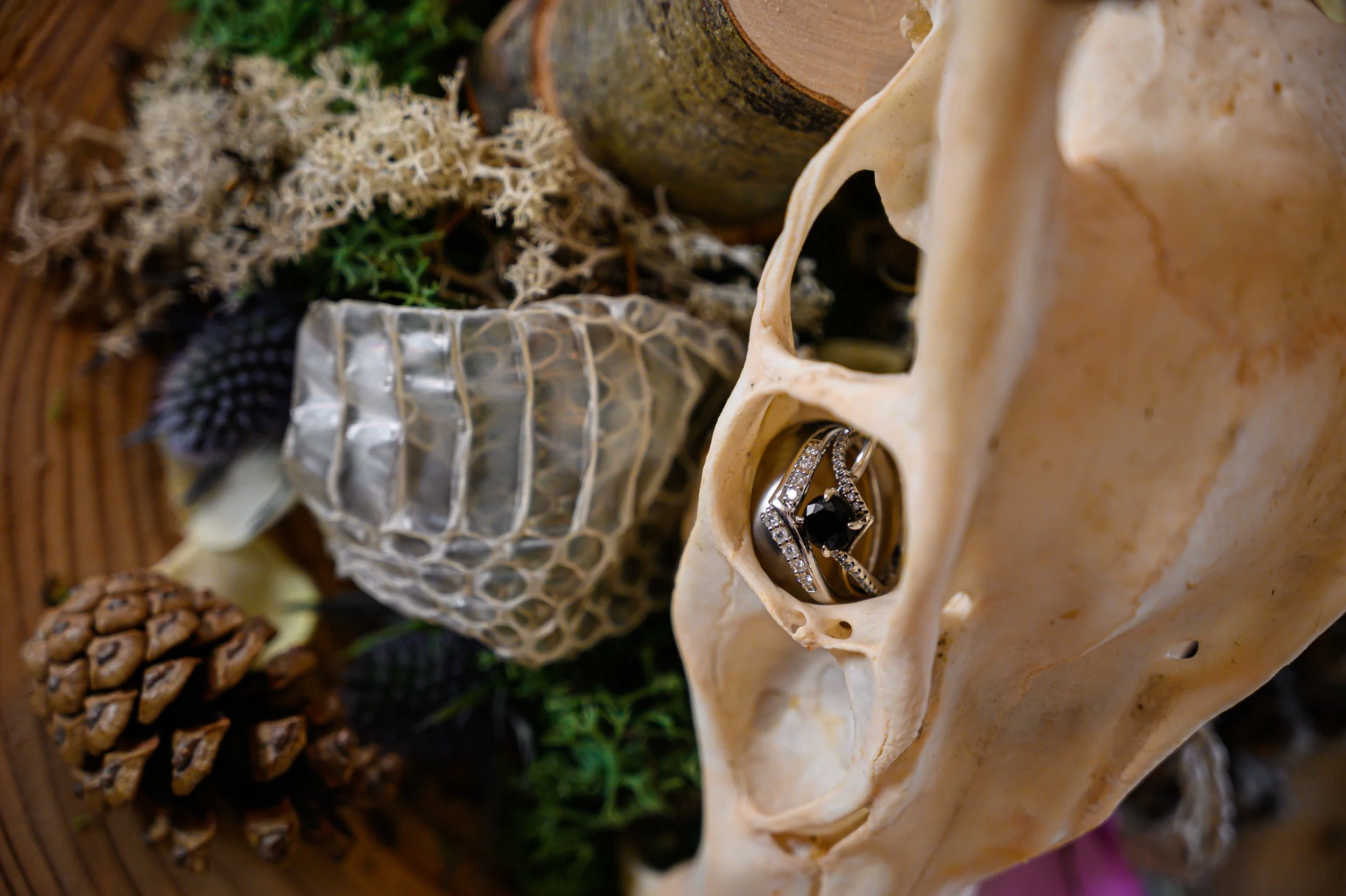 wedding ring photo in a deer skull - snake skin and dried flowers - Black Dimond wedding ring - obsidian wedding ring