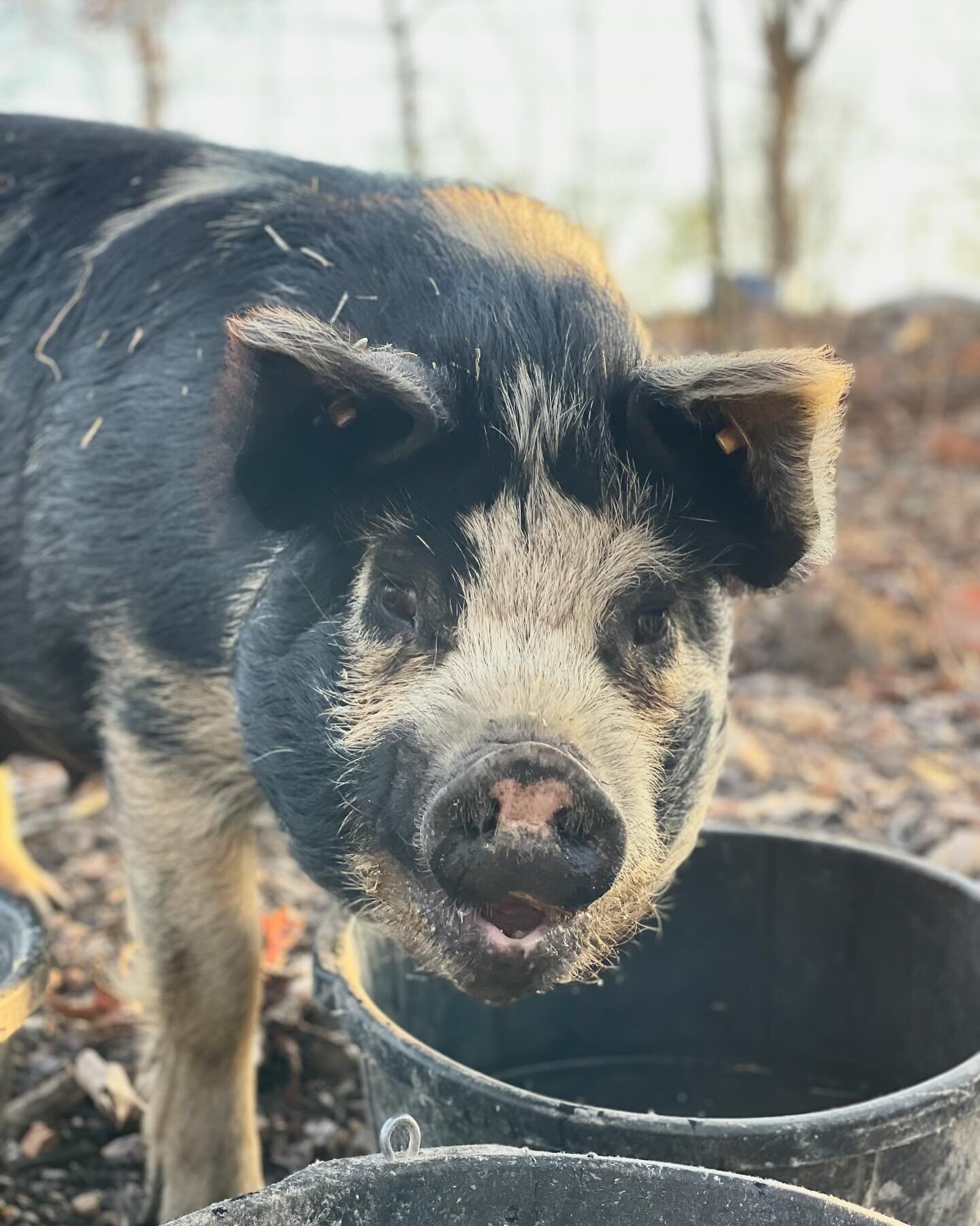 Meet Reba! Tuckaway Farm&rsquo;s newest member. She is about two years old and carrying her second liter. She had 9 piglets last time so we will be expecting at least 9 piglets on the farm in another month or so!