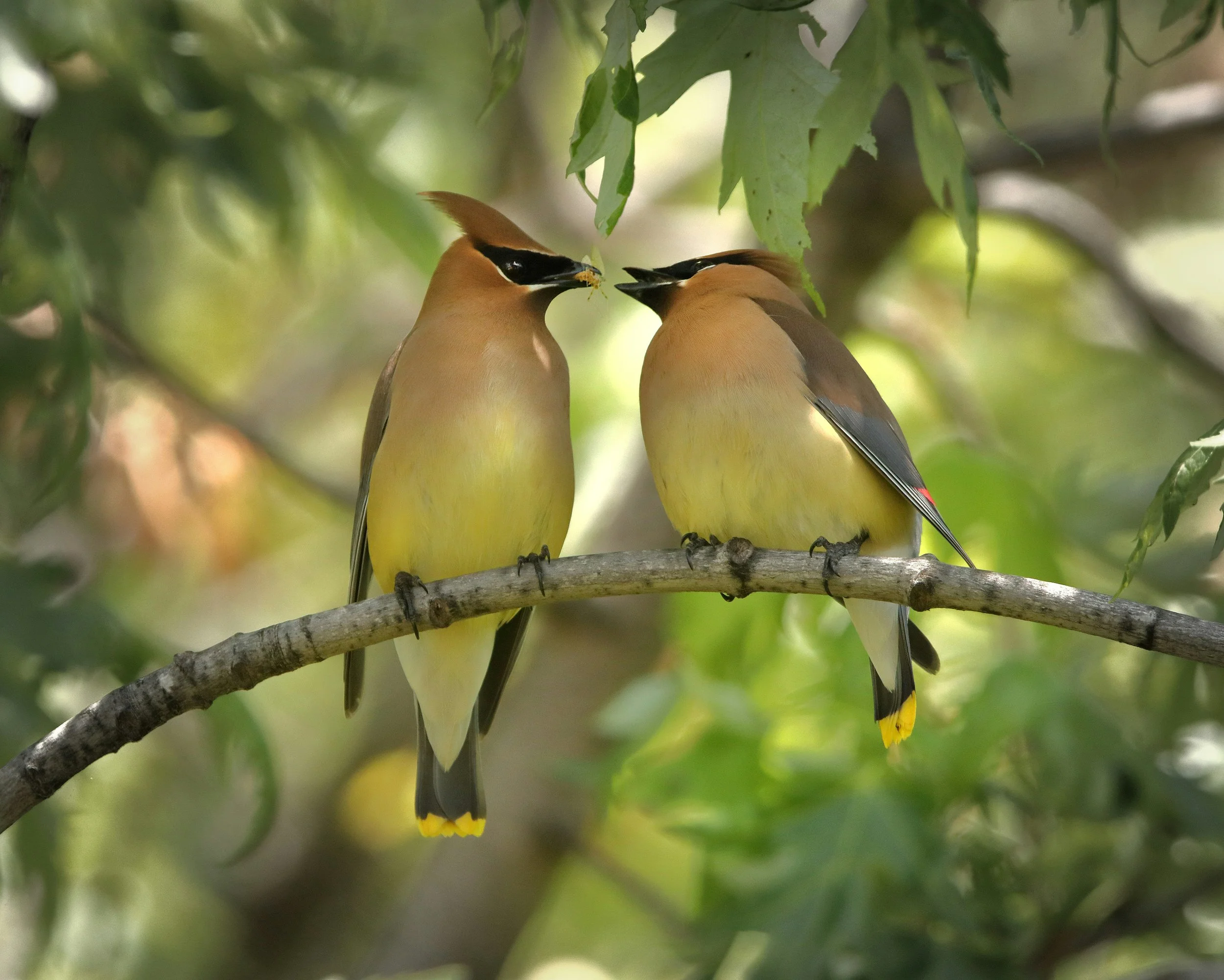 How Online Therapy Helps Build Healthier Mindsets and Habits in BC