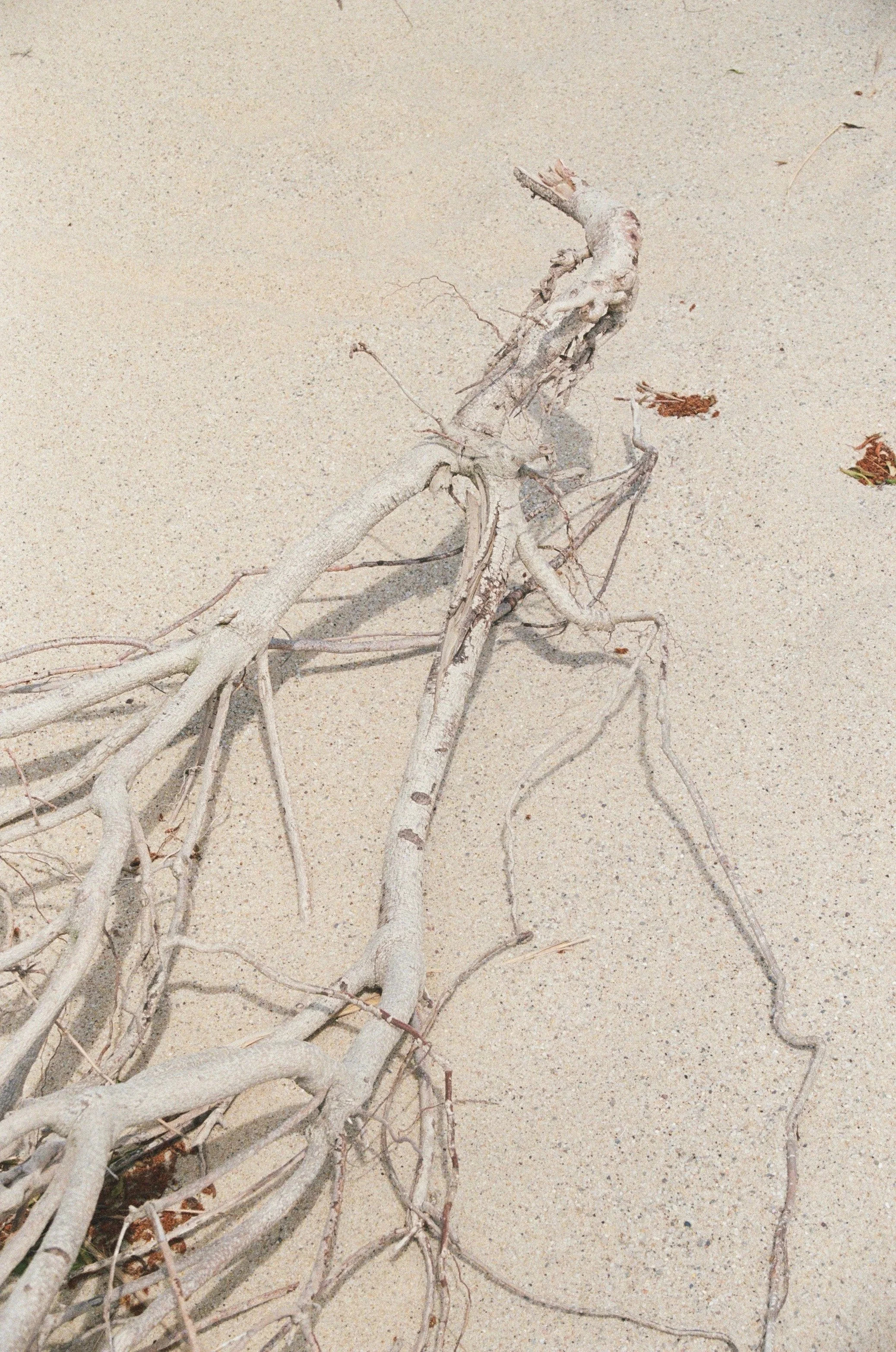 Cape Cod Wedding Florist