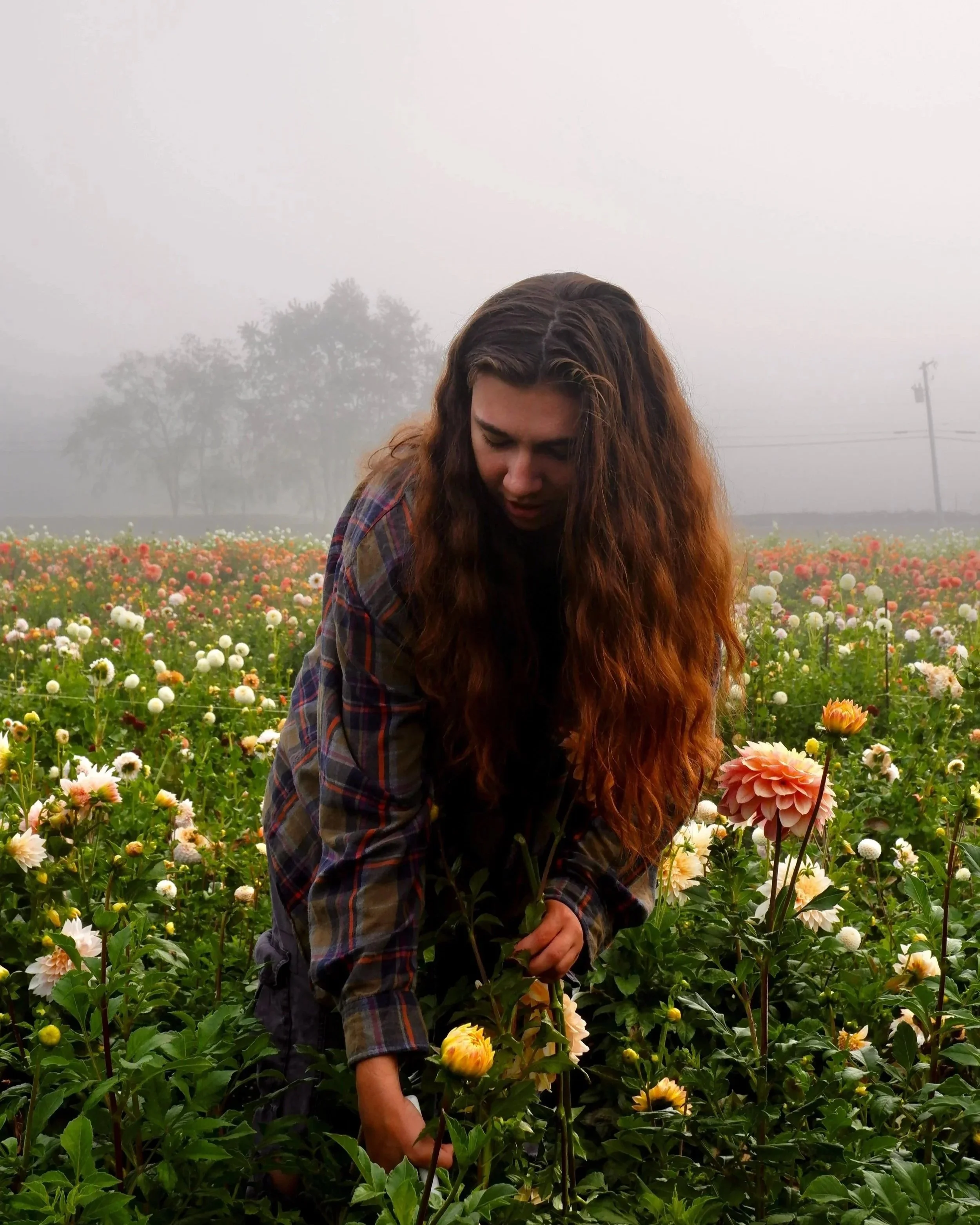 Florist Using Local Dahlias