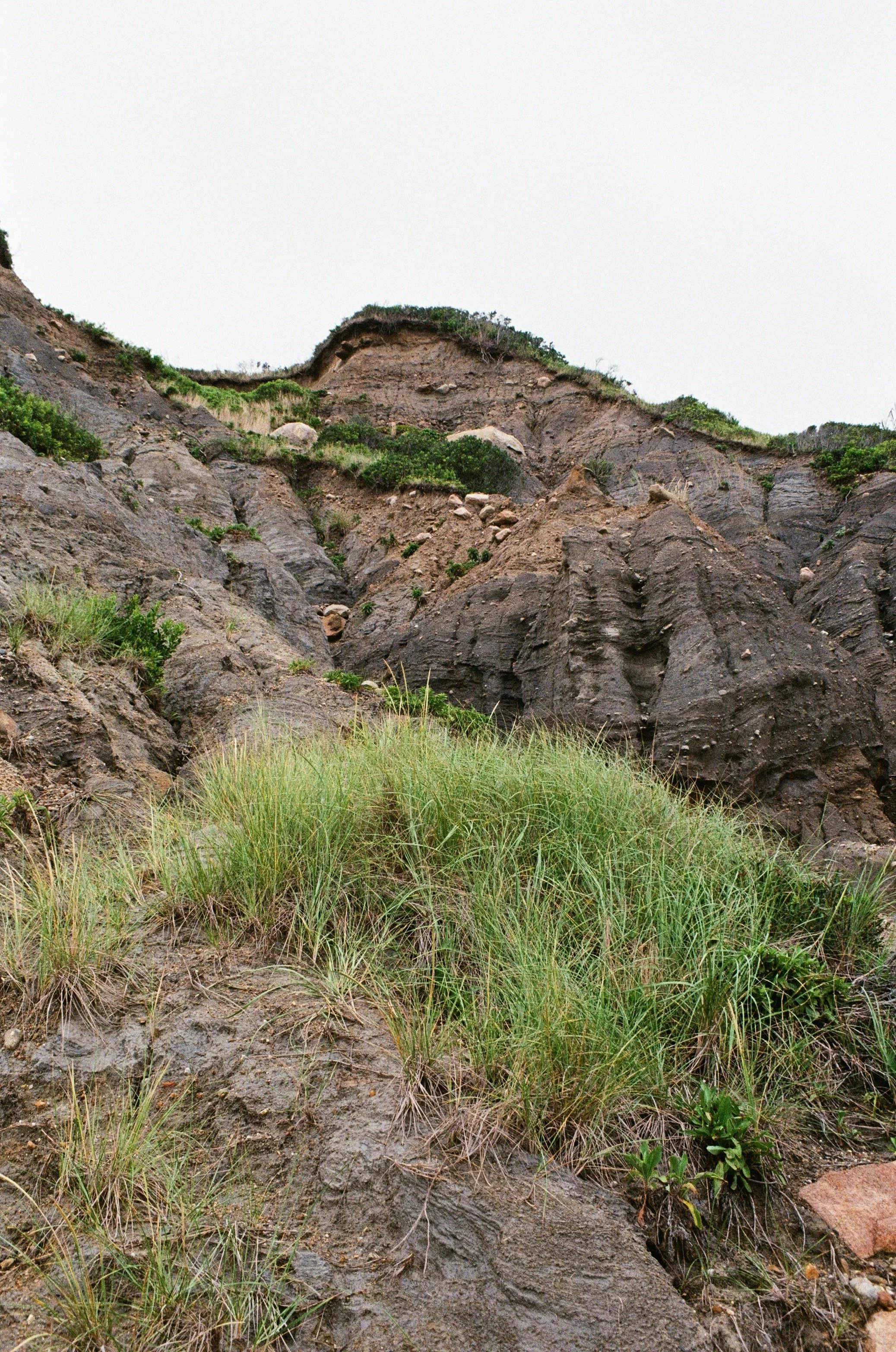 Block Island Flowers