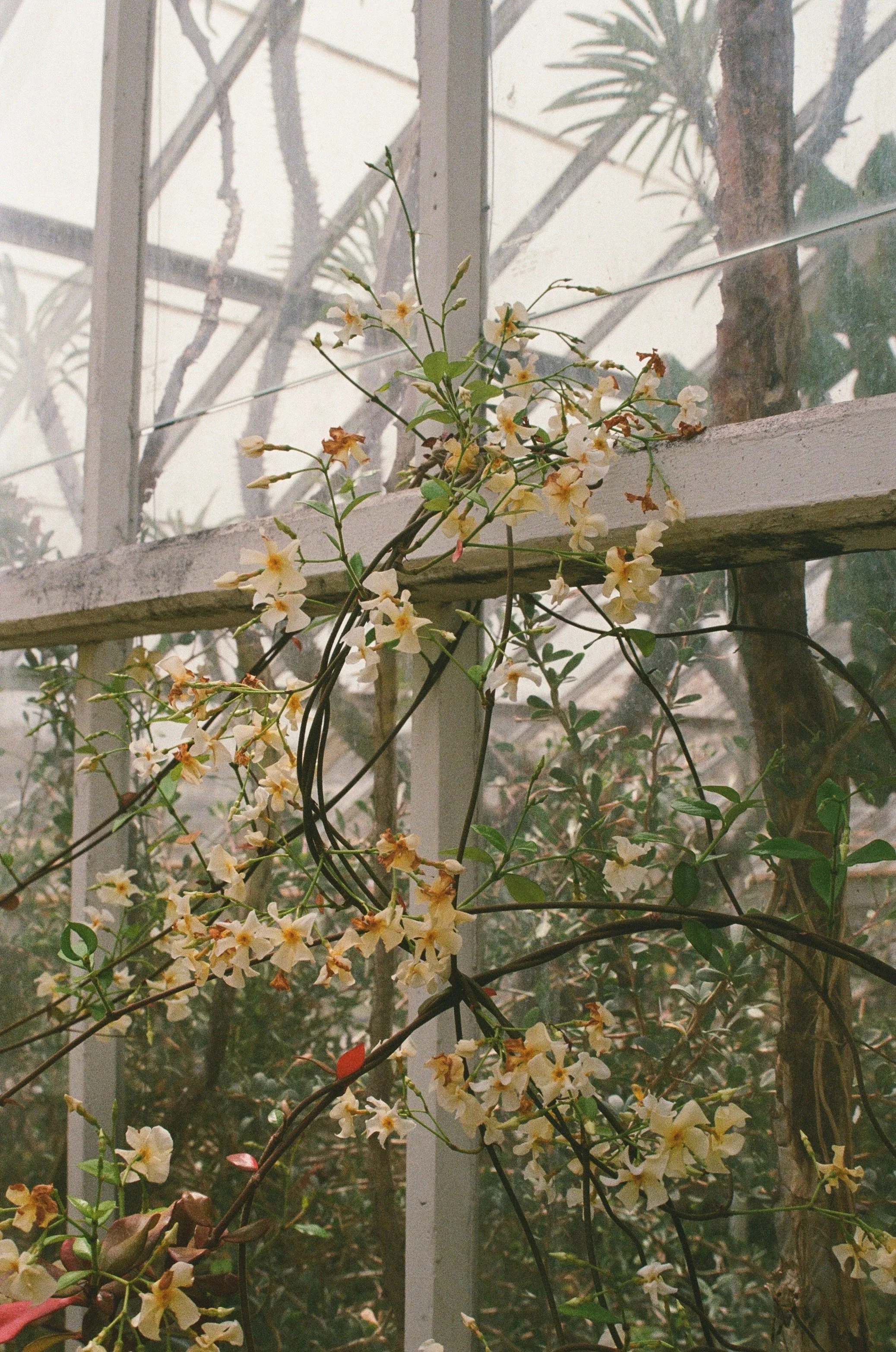 Western Mass Florist