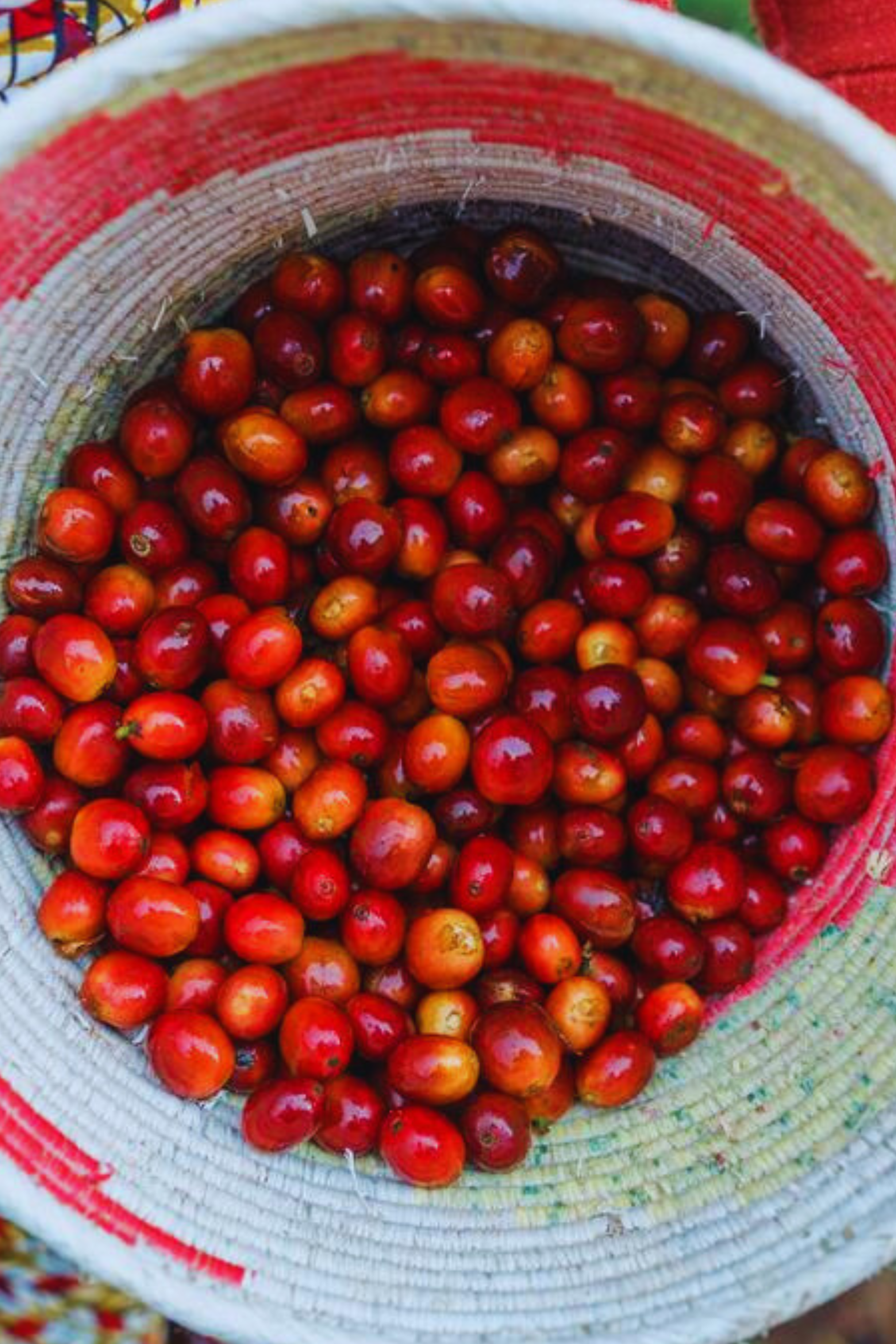 A woven basket filled with ripe red coffee cherries.