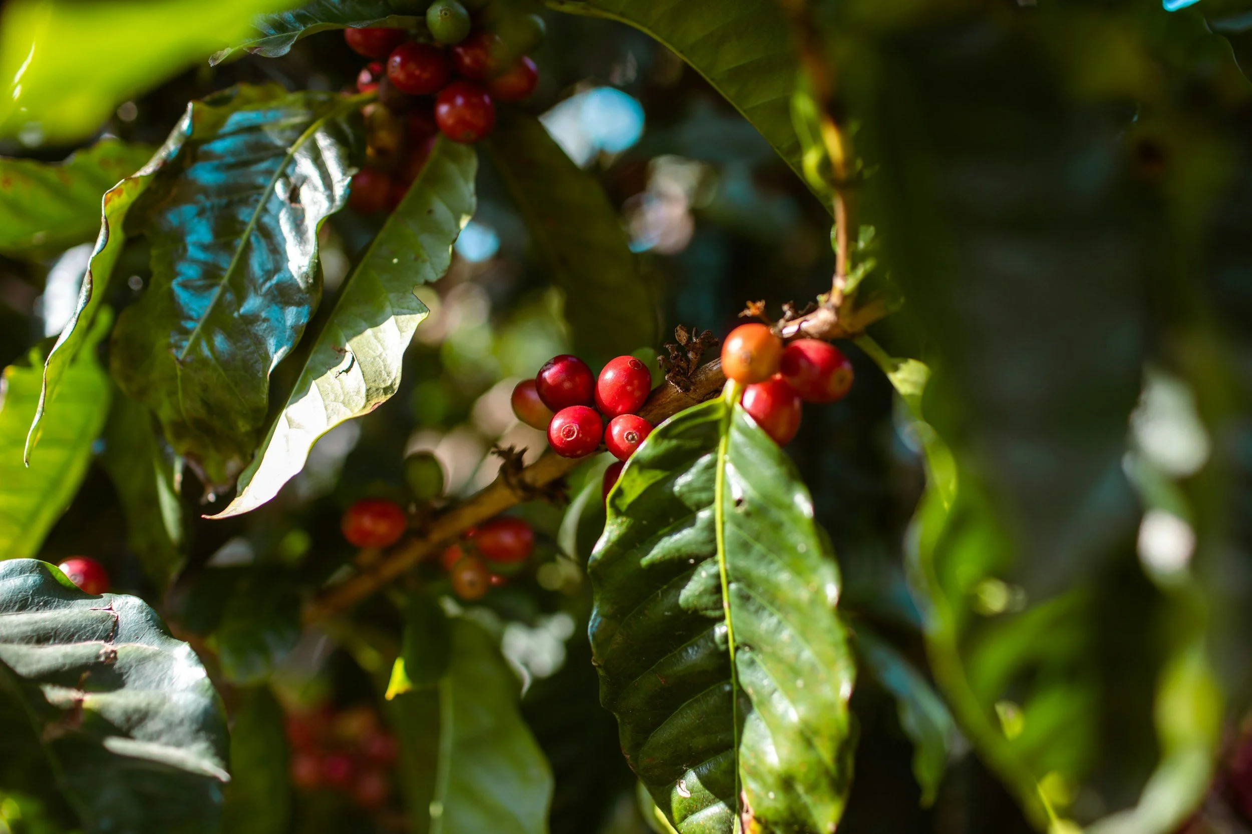 Close-up of coffee cherries on a branch, surrounded by green, glossy coffee leaves.