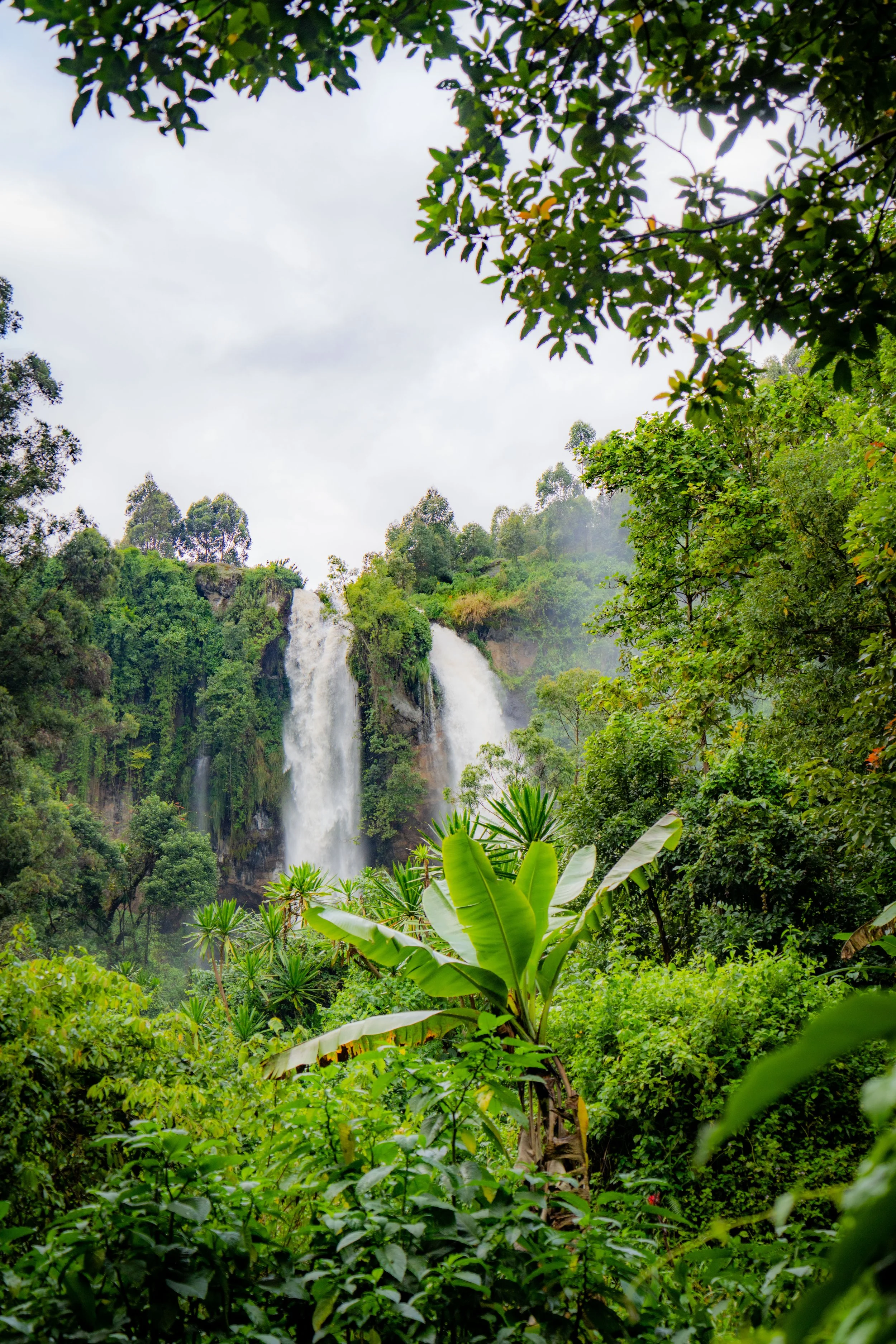 Lush green jungle with a waterfall cascading down rocks in the background and dense foliage in the foreground.