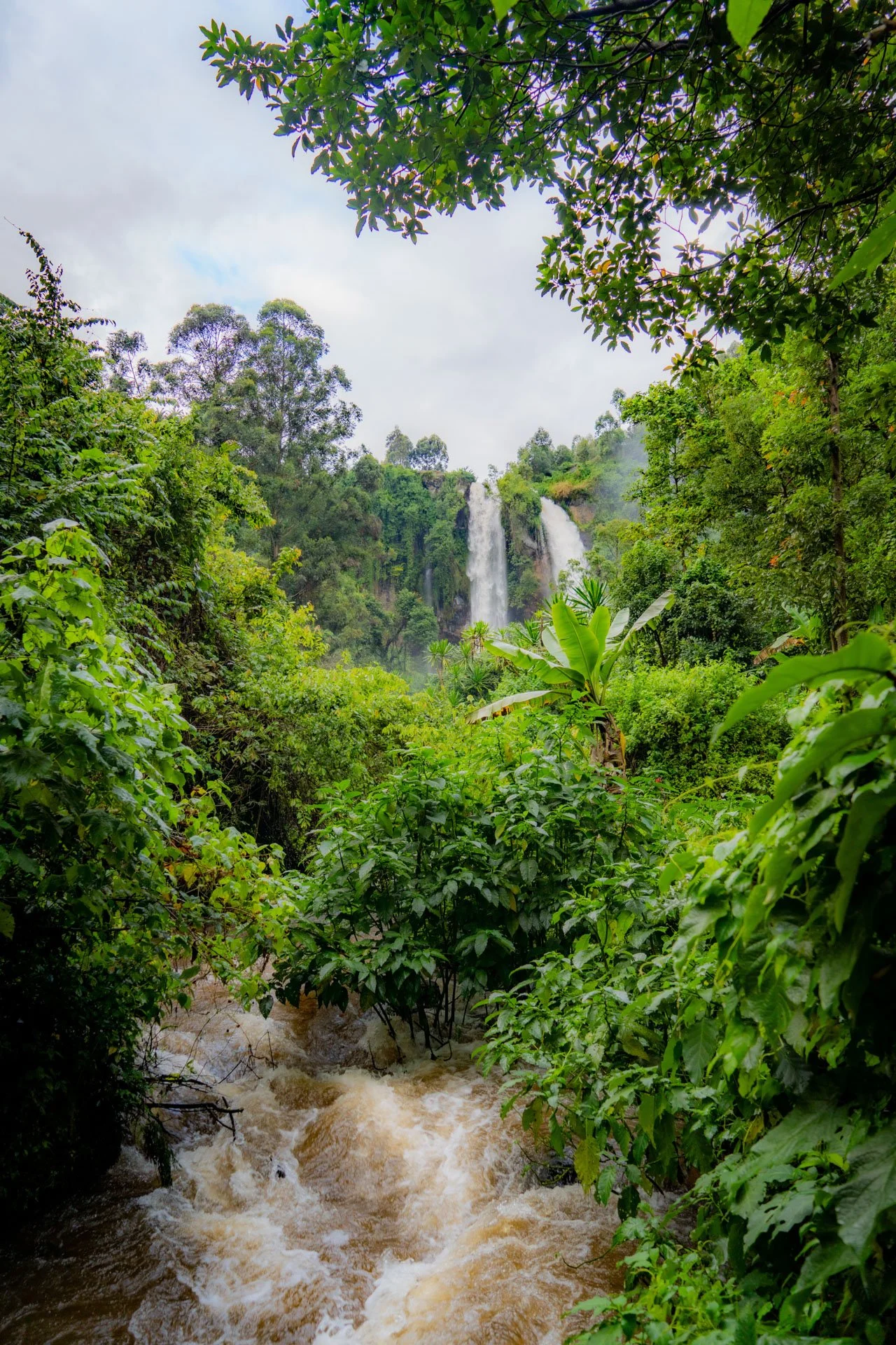 Lush green tropical rainforest with waterfall in the background and a rushing stream in the foreground.