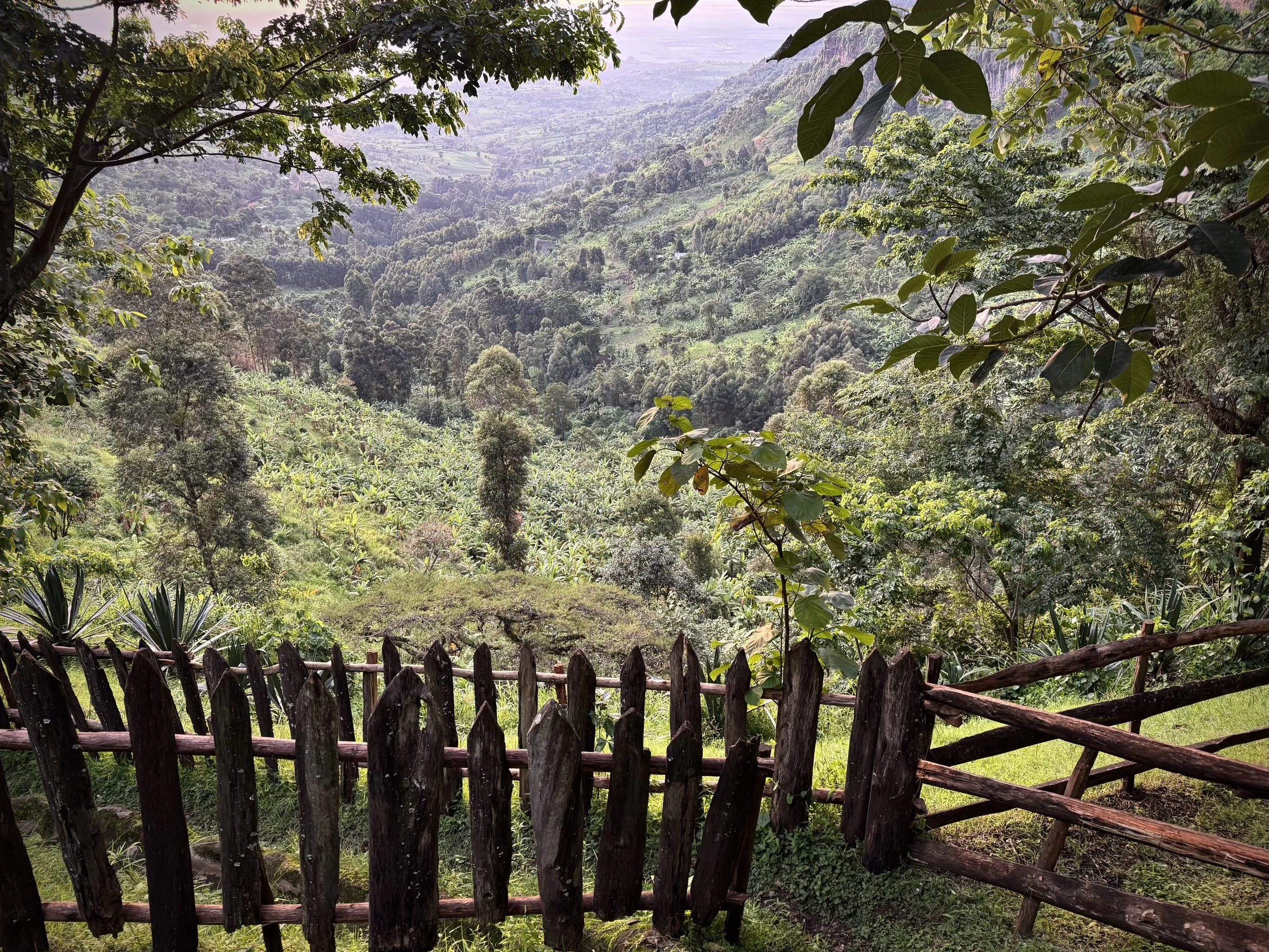 A lush green landscape with dense trees and a wooden fence in the foreground, overlooking a valley filled with more trees and rolling hills.