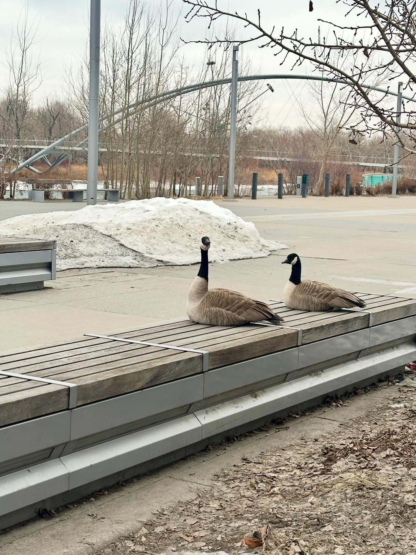 Me when someone mentions a little treat (I&rsquo;m the one on the left) 🥐 🍪 ☕️ 
.
.
.
.
.
#yyc #yyceats #yycnow #liltreat #yycbakery