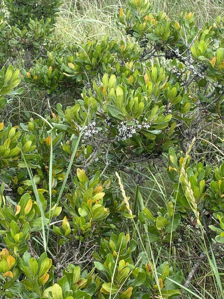 Northern Bayberry (Morella pensylvanica)