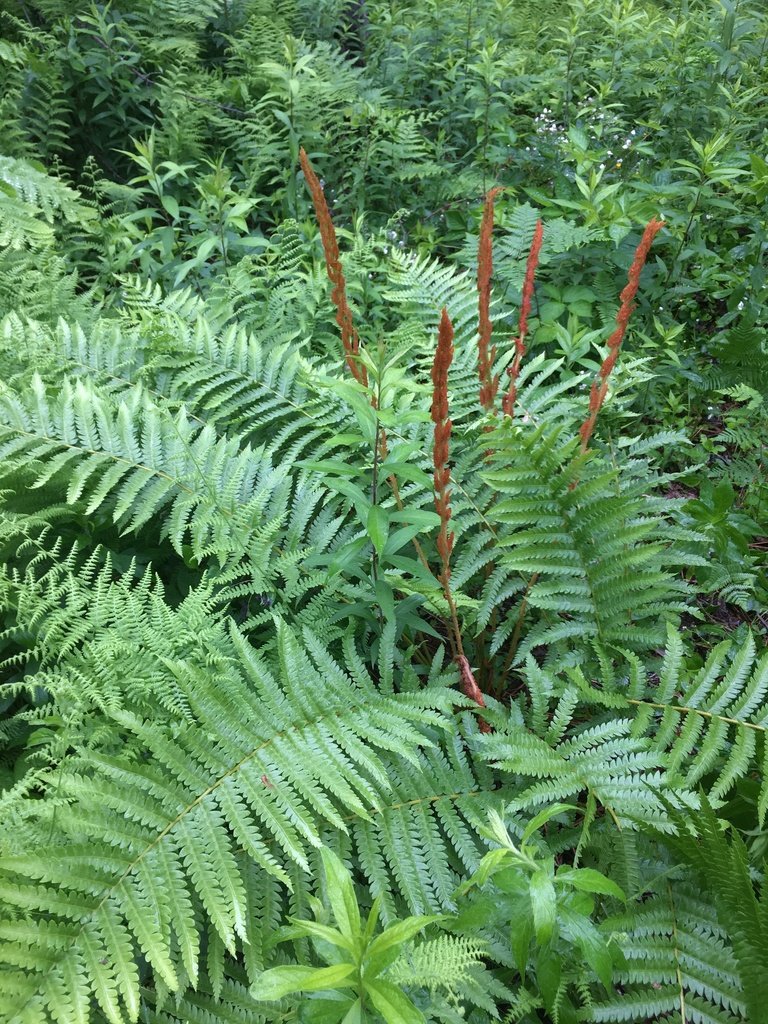Cinnamon Fern (Osmunda cinnamomea)