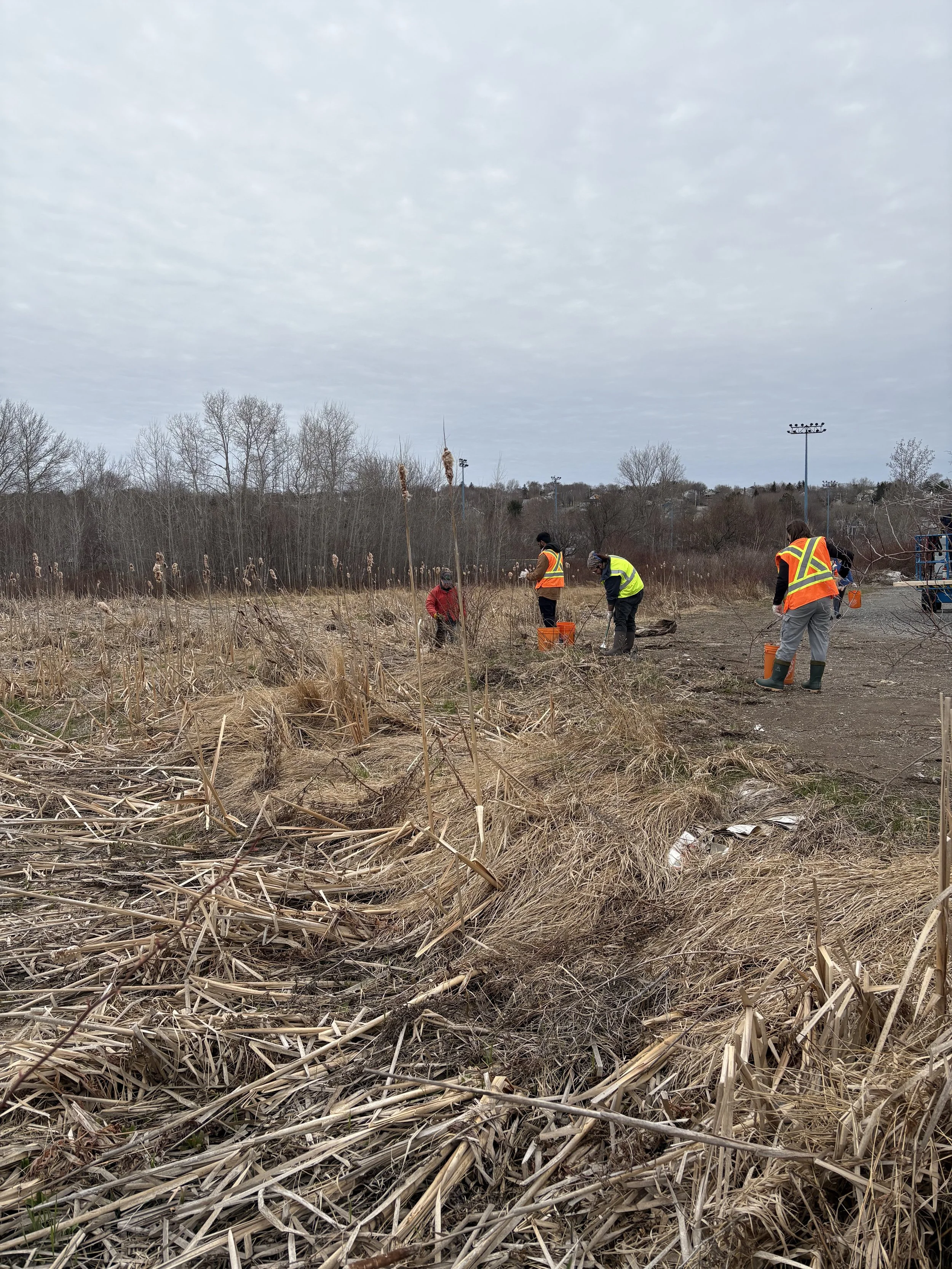 Wetland 4 garbage clean up with Riparian Zone Ready: Sydney. May, 2026
