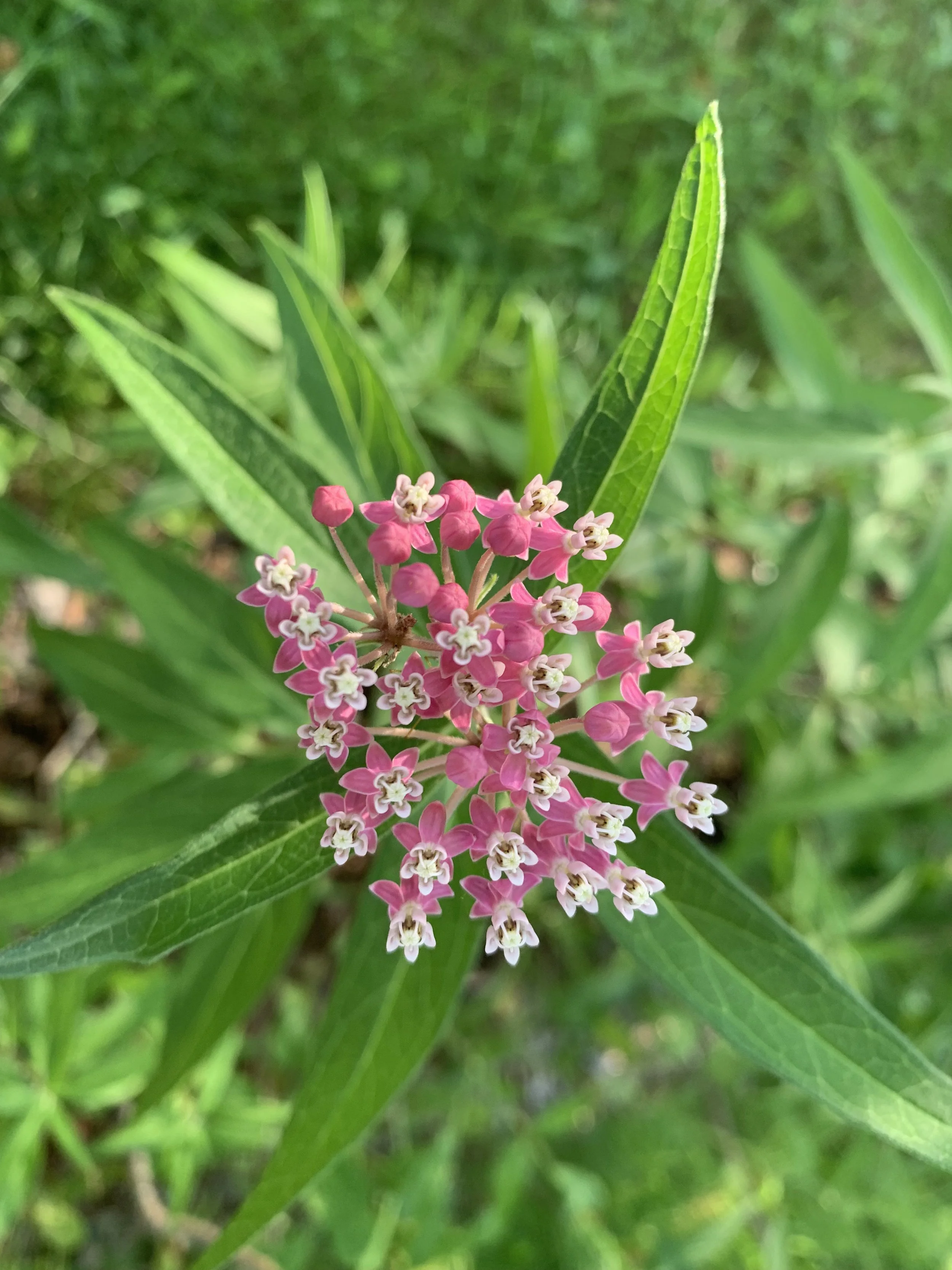 Swamp Milkweed (Asclepias incarnata)