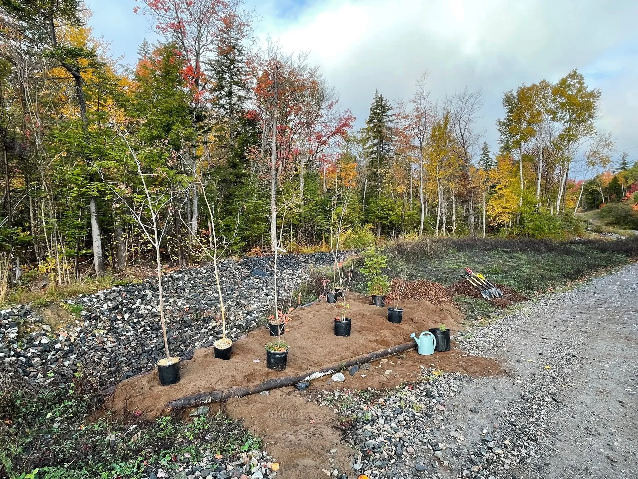 These trees are ready to be planted in their forever home in the Baille Ard forest. The pockets ACAP is planting today will help revegetate the riparian zone* and are designed to provide shade to the river and improve fish habitat.

Look out for our 