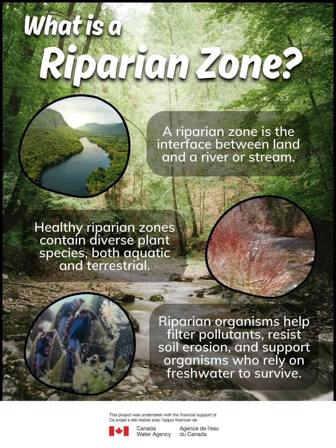 We&rsquo;re working with youth groups in We&rsquo;koqma&rsquo;q, Potlotek, Baddeck Valley, Membertou and Sydney to help them restore a riparian zone in or near their communities. The yearlong project is called Riparian Zone Ready. 

&rlm;&rlm;Nous co