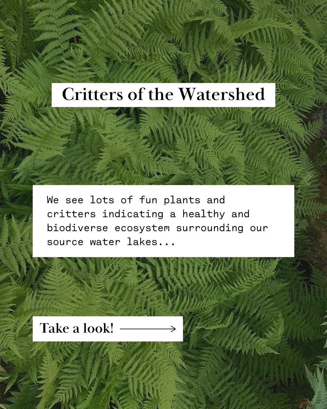 We see lots of fun plants and critters indicating a healthy and biodiverse ecosystem surrounding our source water lakes! 🔎

Bees: our dear pollinators! Bees are important for ensuring the healthy reproduction of plants surrounding our source water l