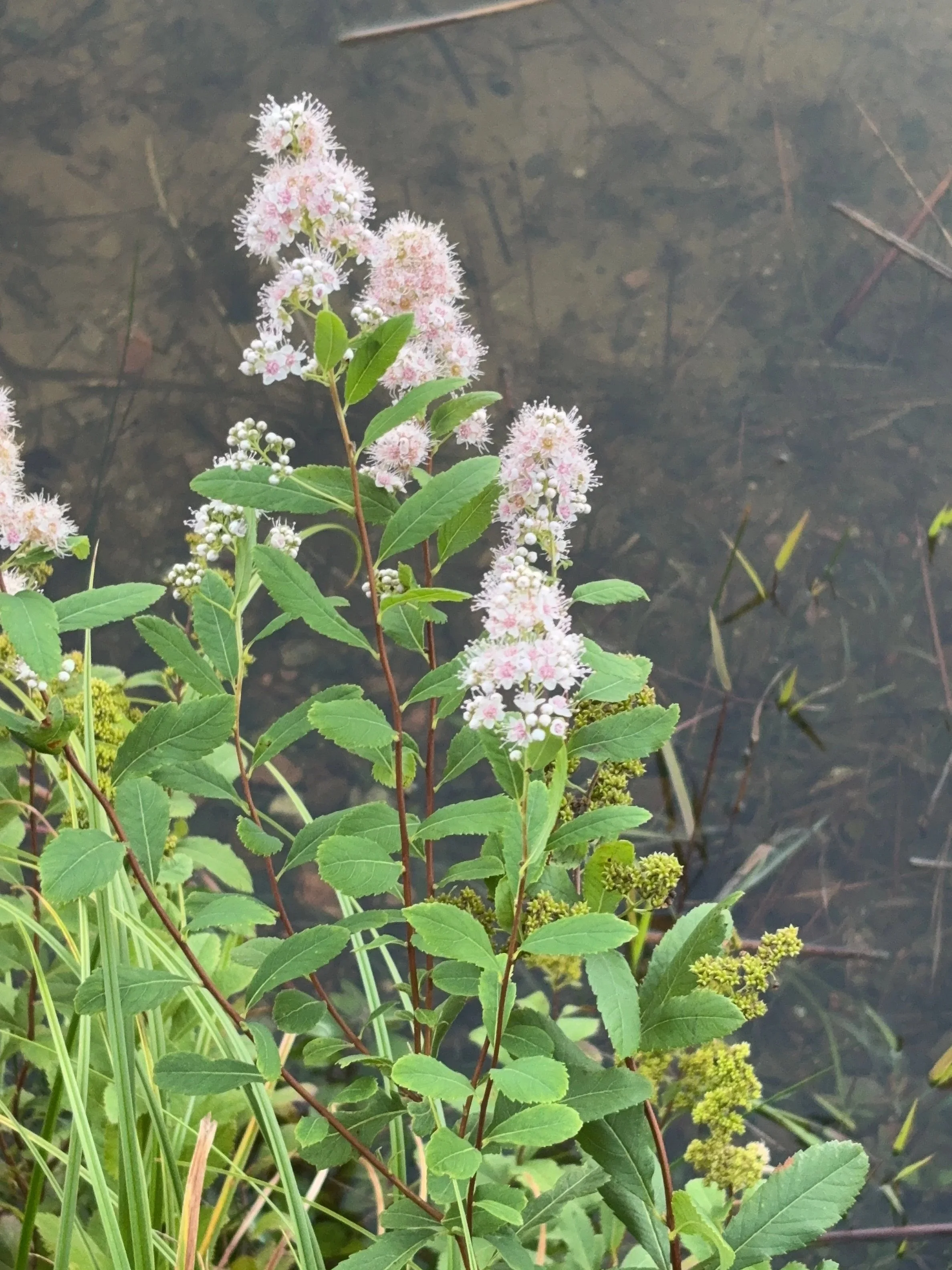 White Meadowsweet (Spirea alba) 