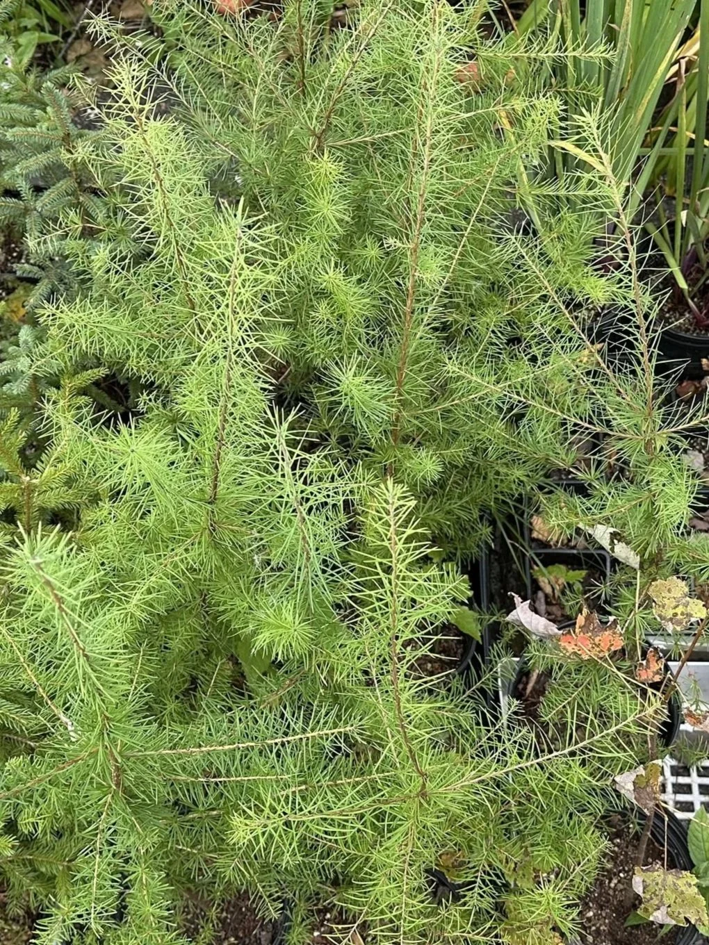 Tamarack (Larix laricina)