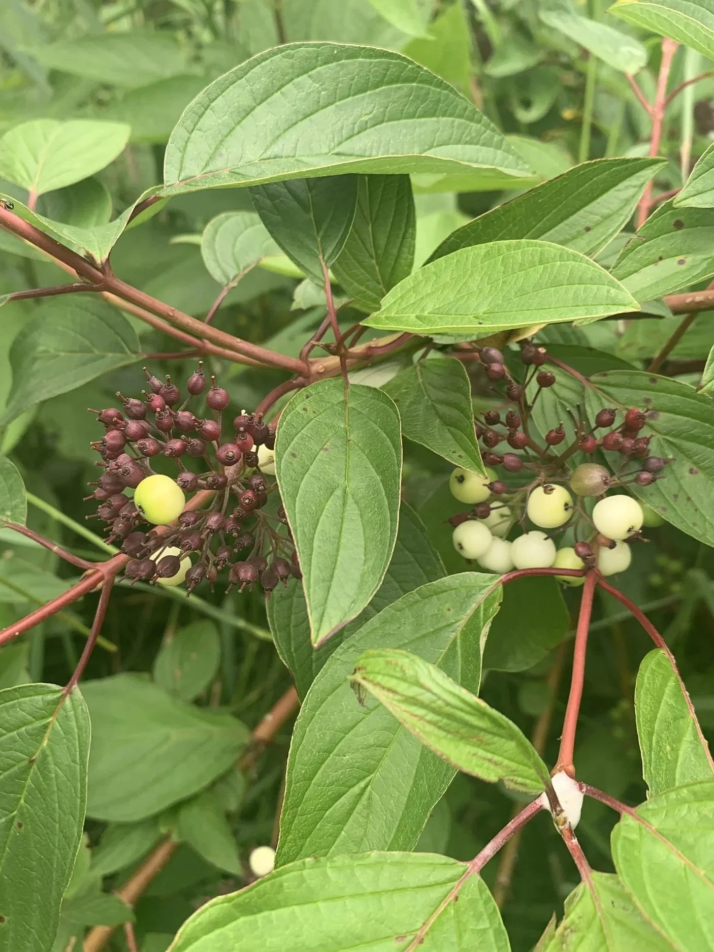 Red Osier Dogwood (Cornus sericea)